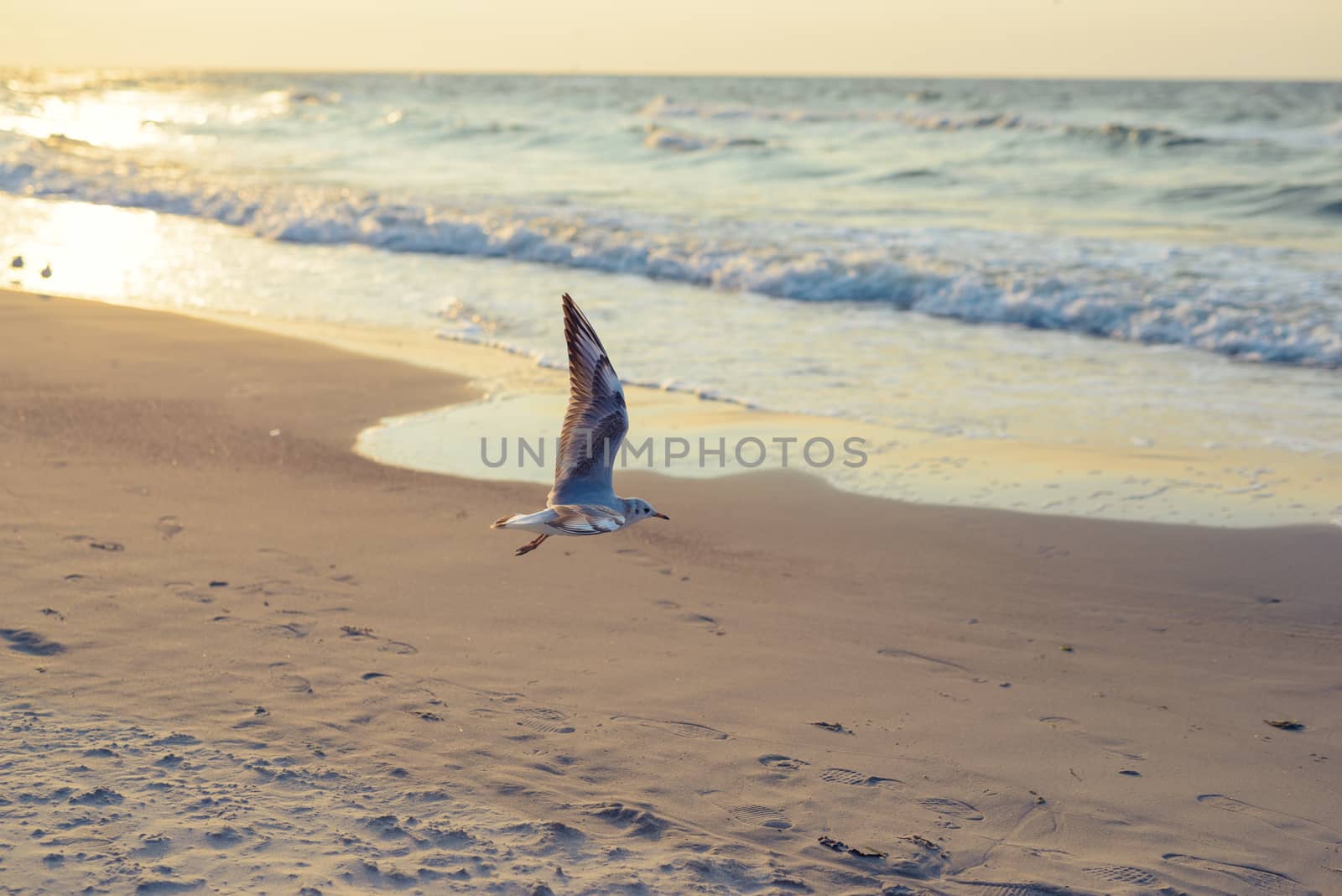 Sunset on the baltic sea with seagulls. Summer time. Golden hour.