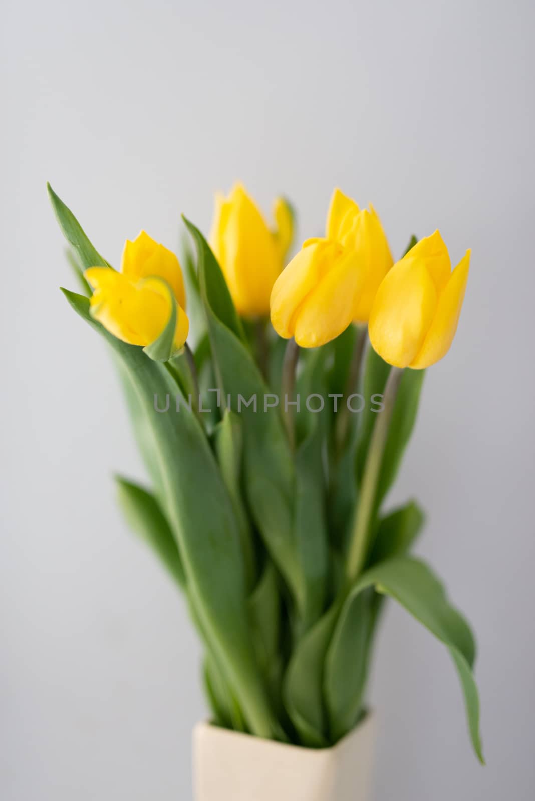 Yellow tulip isolated on white background.
