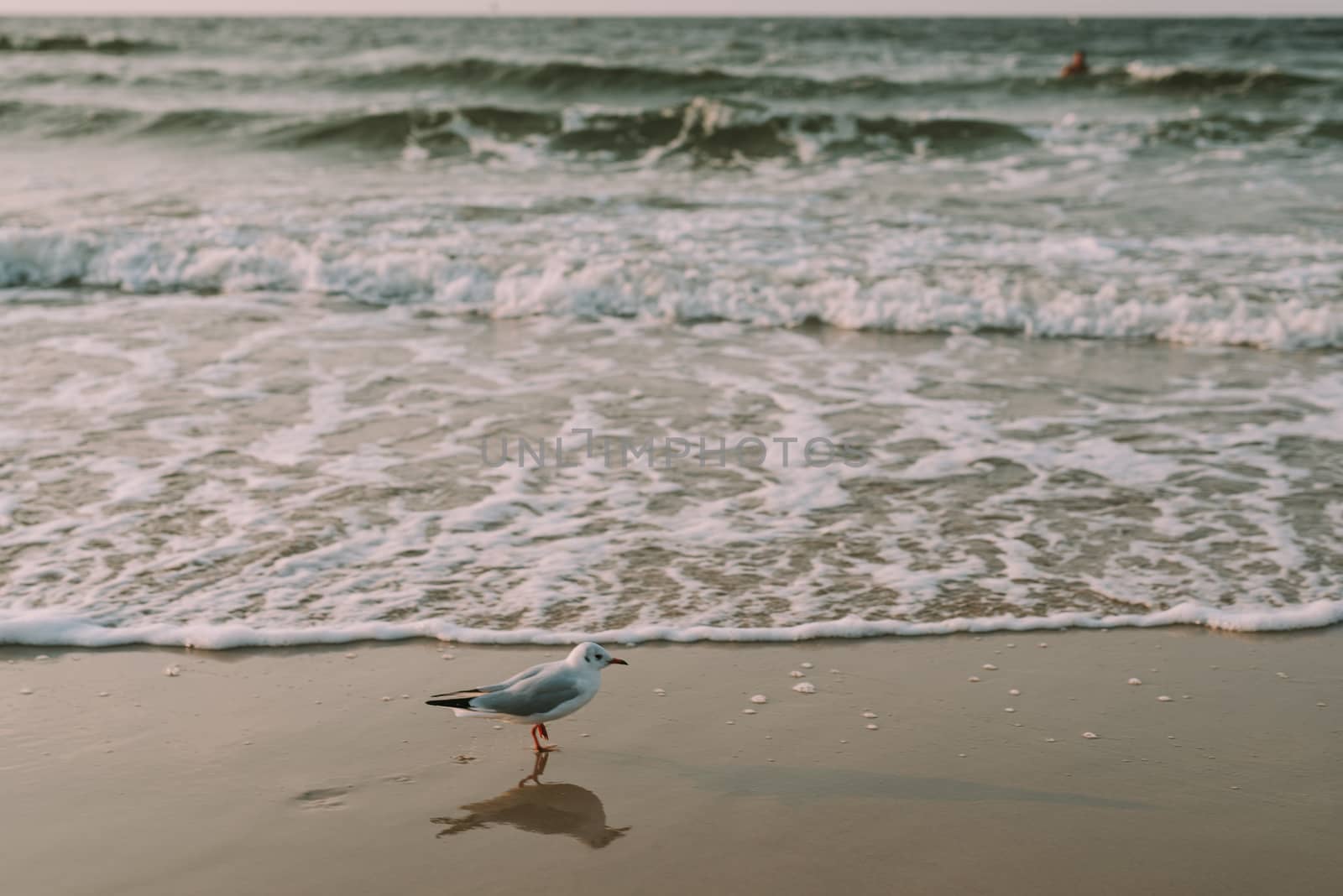 Sunset on the baltic sea with seagulls. Summer time. Golden hour.