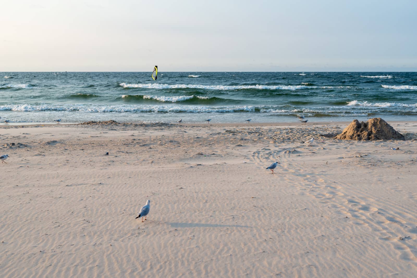 Sunset on the baltic sea with seagulls. Summer time. Golden hour.