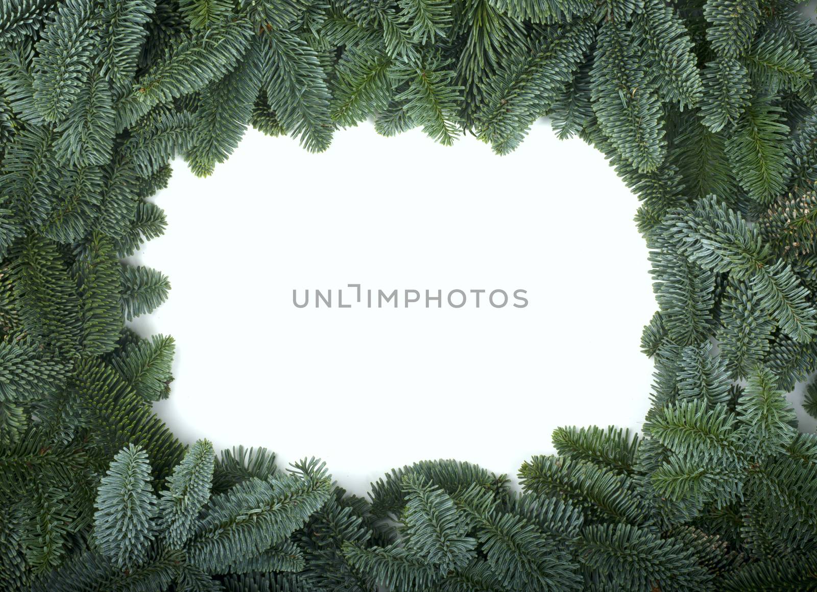 Traditional green christmas tree noble fir border frame isolated on white background copy space for text