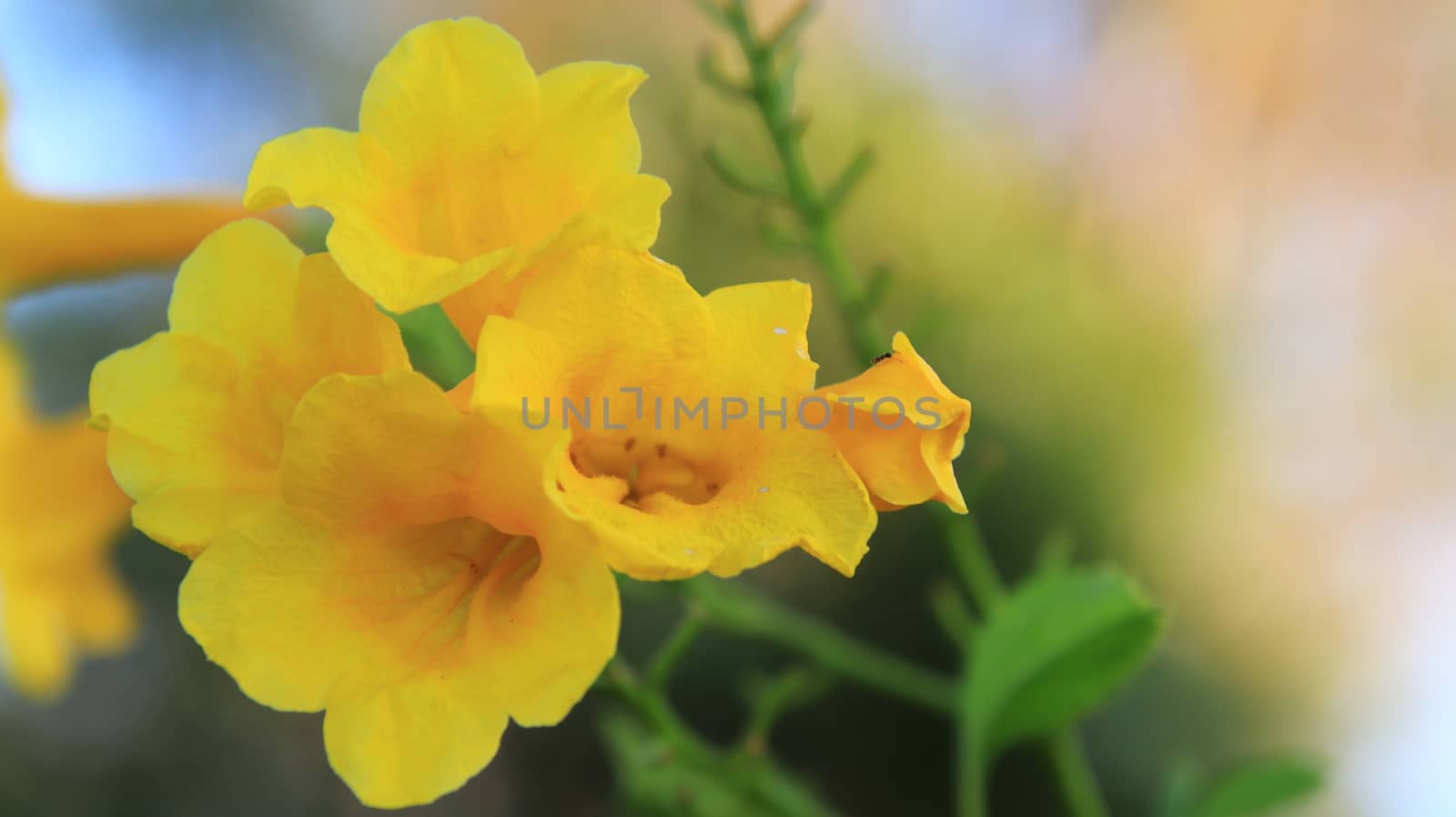 Beautiful yellow flower blooming, Bright yellow flowers as a floral background,yellow flowers texture and background,Close-up yellow flower tree