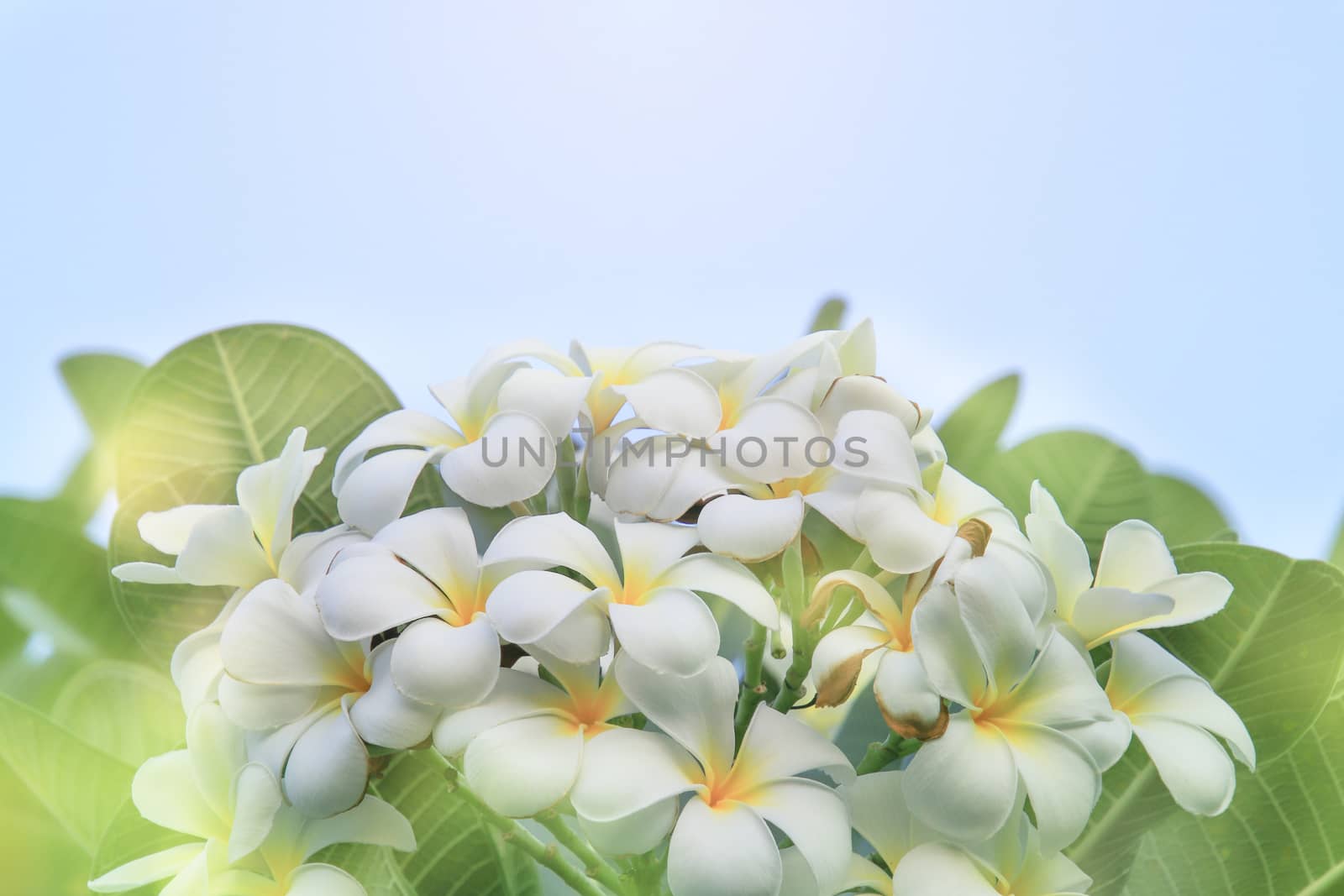 Beautiful of blossoming White yellow Frangipani or plumeria flower with color filter In spring Under the morning light with copy space,Use as background and wallpapers,Dream Frangipani flower concept