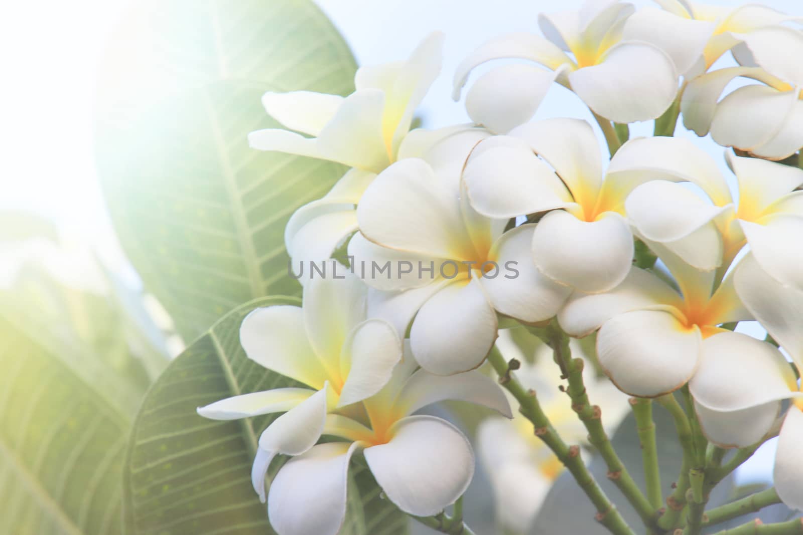 Beautiful of blossoming White yellow Frangipani or plumeria flower with color filter In the spring Under the morning light with copy space,Use as background and wallpapers,Dreaming Frangipani flower wallpaper concept