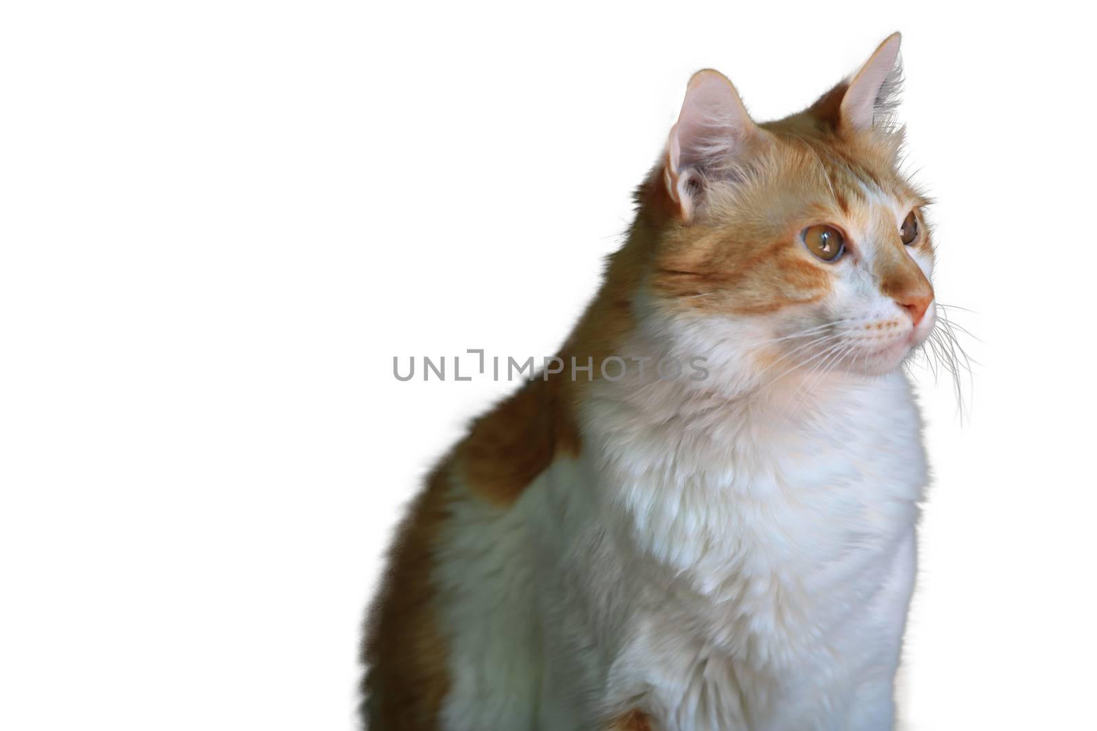 isolate cat on white background,Standing white and yellow cat Looking to the right of the image,The cat is staring,With copy space on the left side of the image