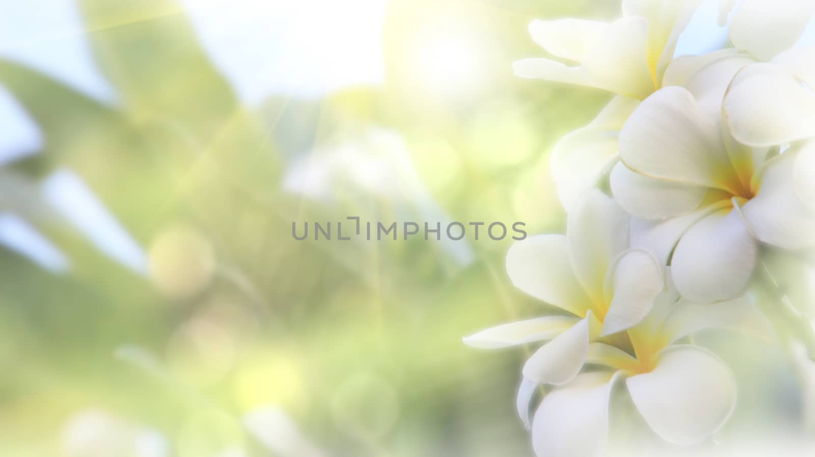 Beautiful of blossoming White yellow Frangipani or plumeria flower with color filter In the spring Under the morning light with copy space,Use as background and wallpapers,Dreaming Frangipani flower wallpaper concept