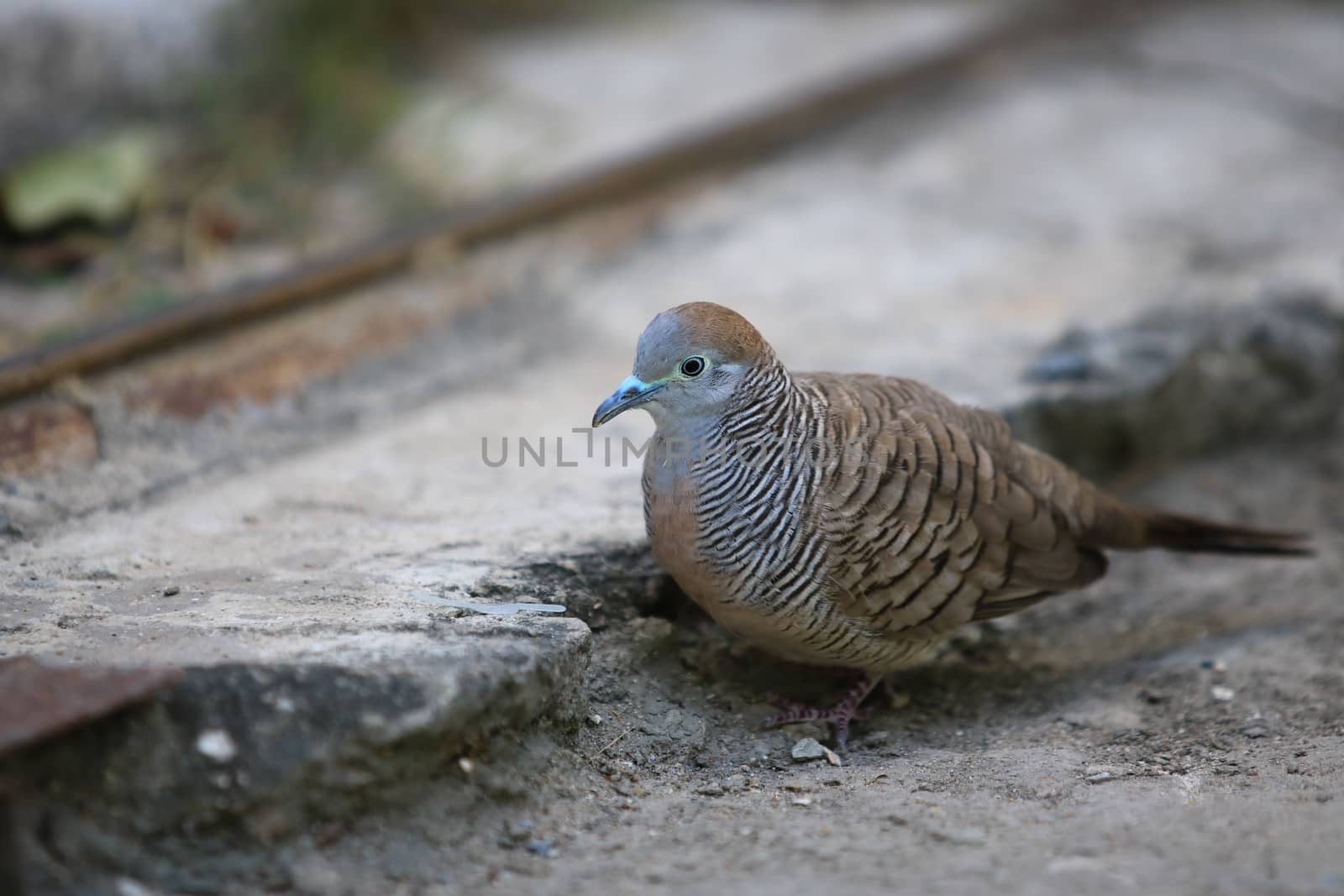 Closeup spotted dove or (spilopelia chinensis) looking for food and green eye,Closeup spotted dove or (spilopelia chinensis) may use for wallpaper