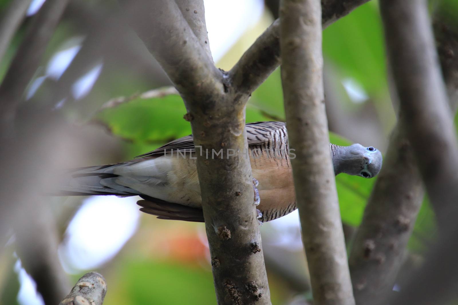 Feral pigeon perching on a branch watching camera Look funny