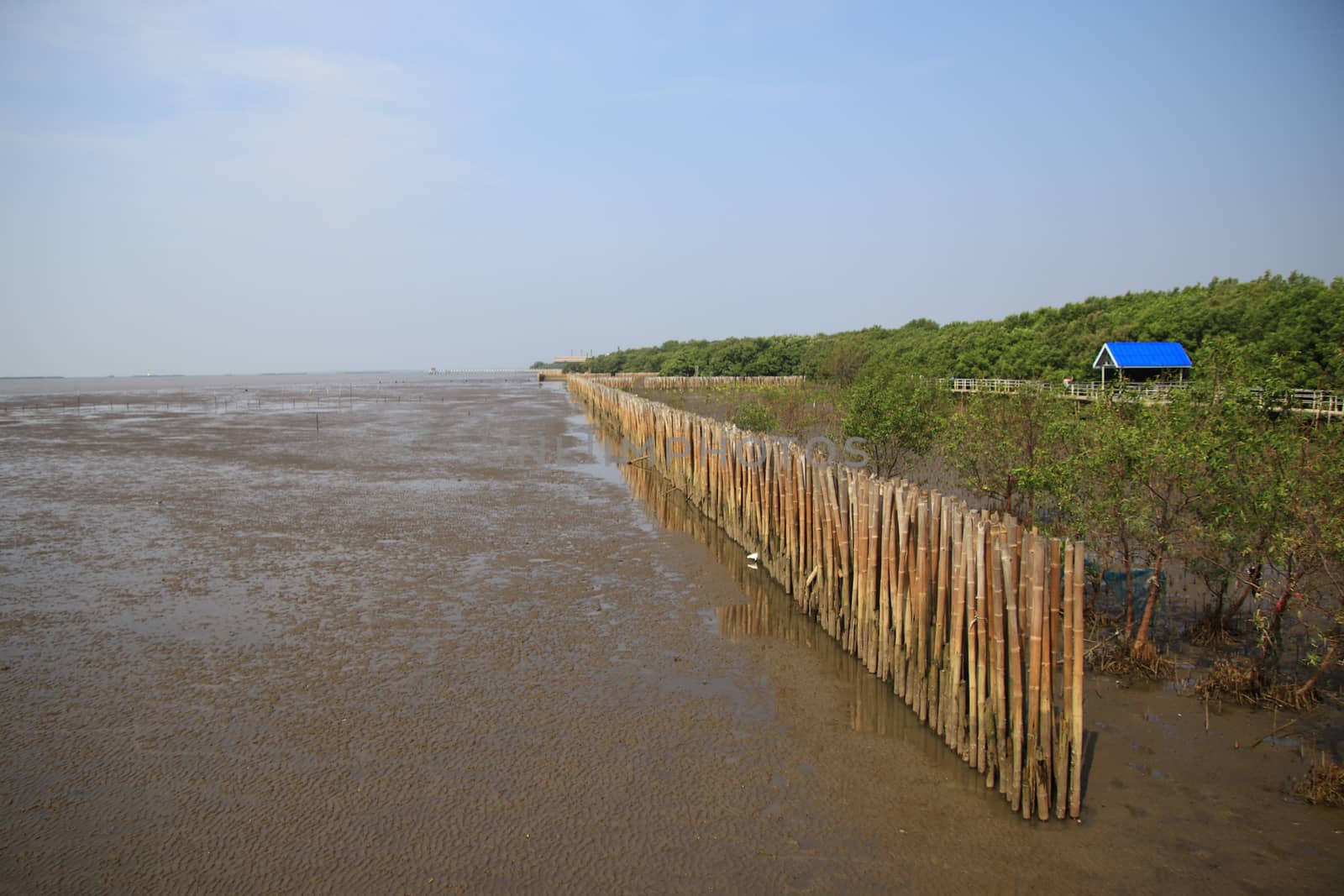 Mangrove forest and blue sky at low tide in thailand by anlomaja