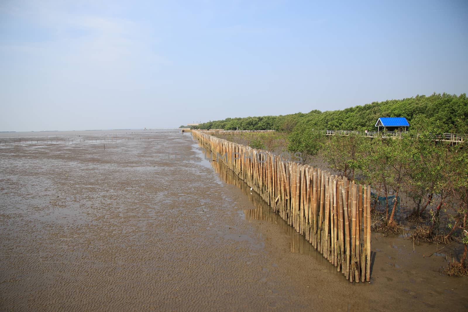 Mangrove forest and blue sky at low tide in thailand by anlomaja