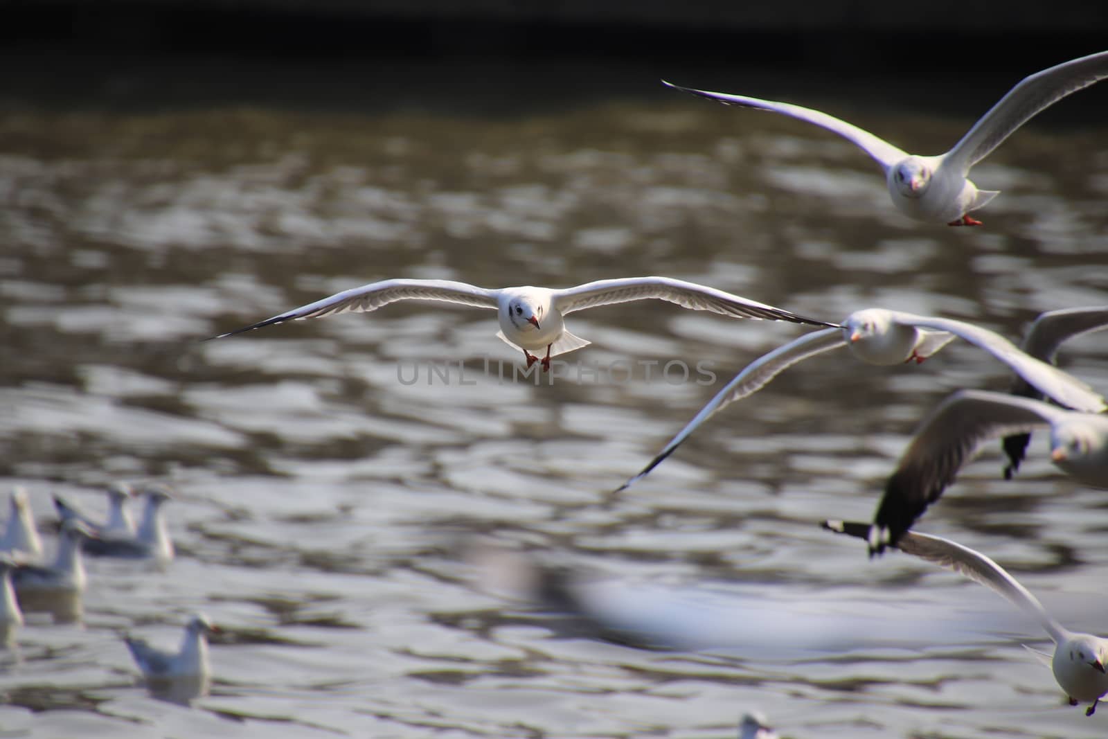 Close up group of seagull spread its wings beautifully and flyin by anlomaja