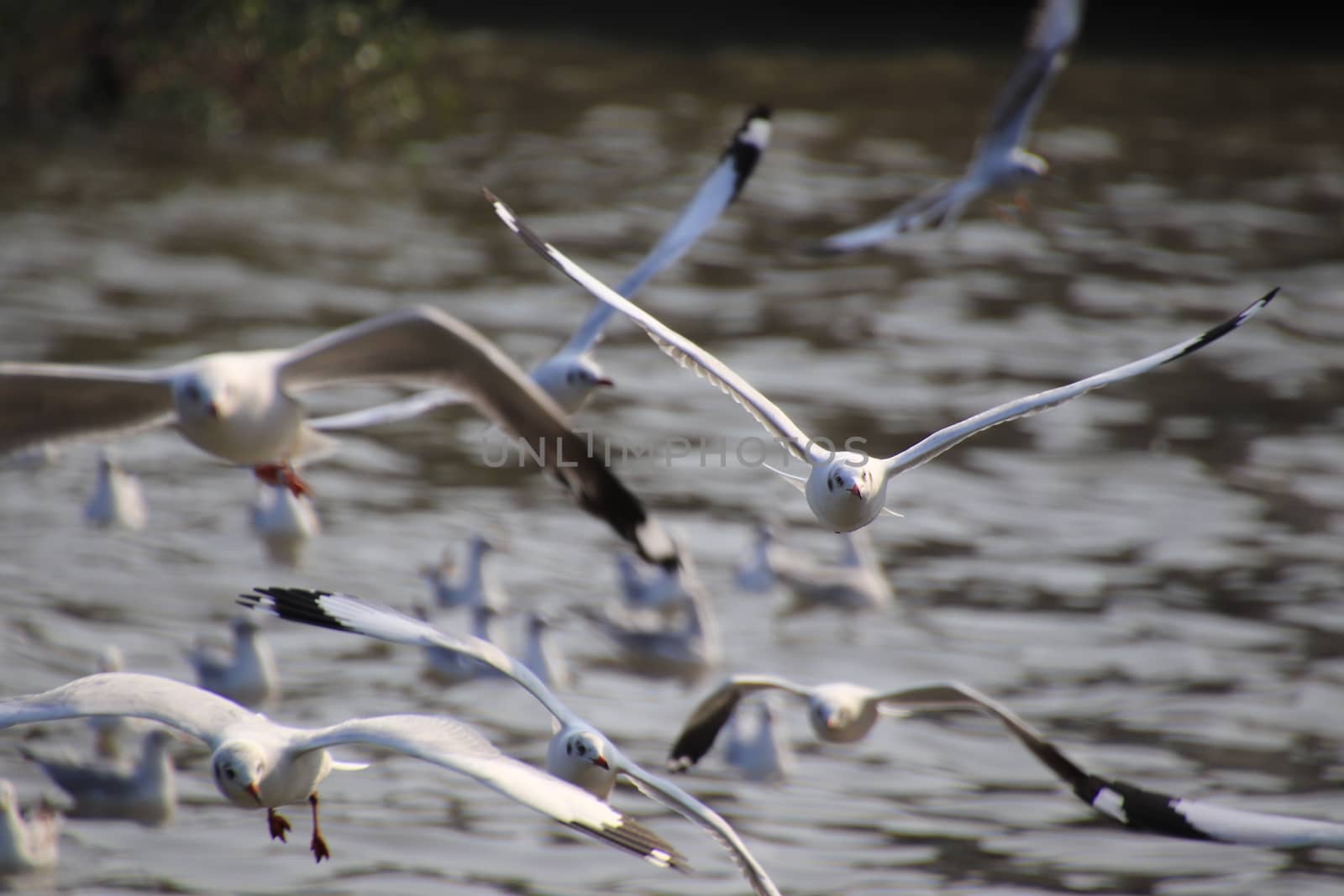 Close up group of seagull spread its wings beautifully and flying over water at bangpoo,Thailand