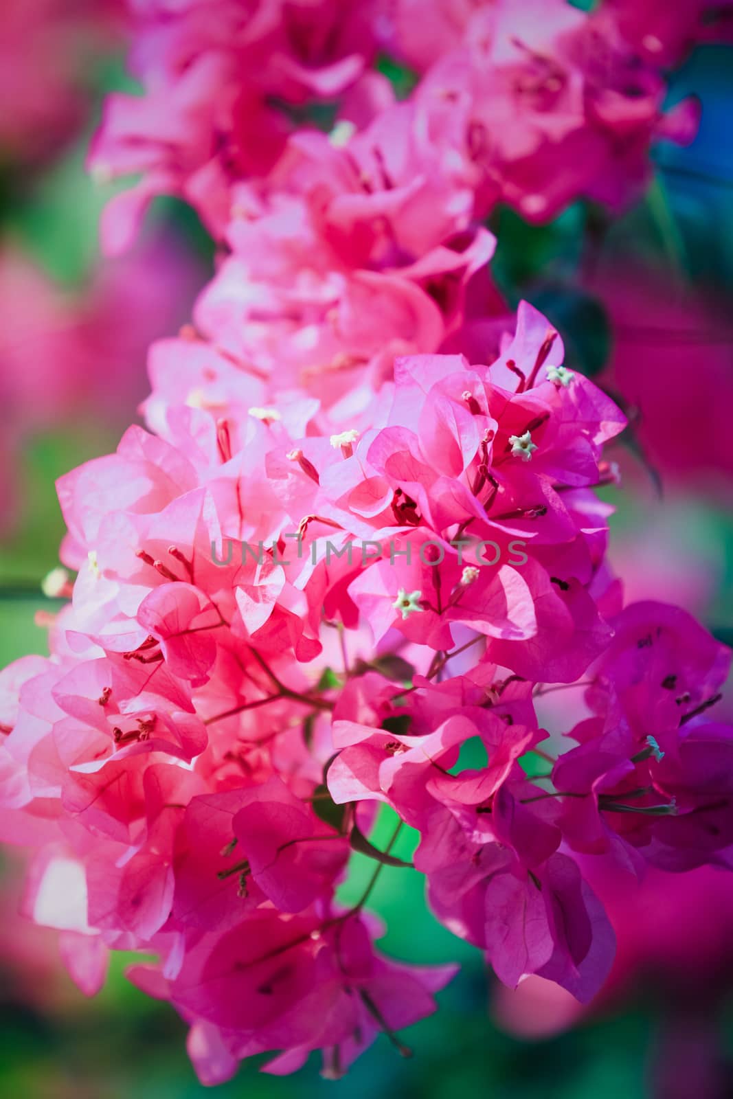 Beautiful pink red bougainvillea blooming, Bright pink red  bougainvillea flowers as a floral background,Bougainvillea flowers texture and background,Close-up Bougainvillea tree with flowers