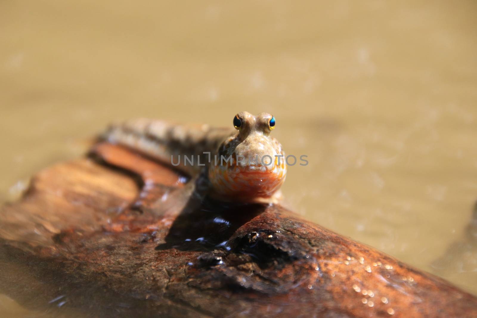 Close up mudskipper fish,Amphibious fish Lying on a log and looking at camera in the mangrove forest