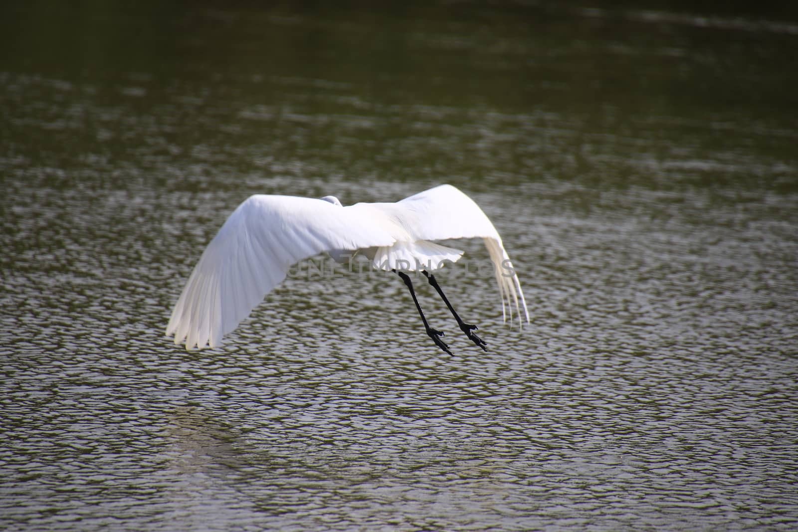 Beautiful egret flying in the mangrove forest,Egret Fly over water,Back view of egret flying