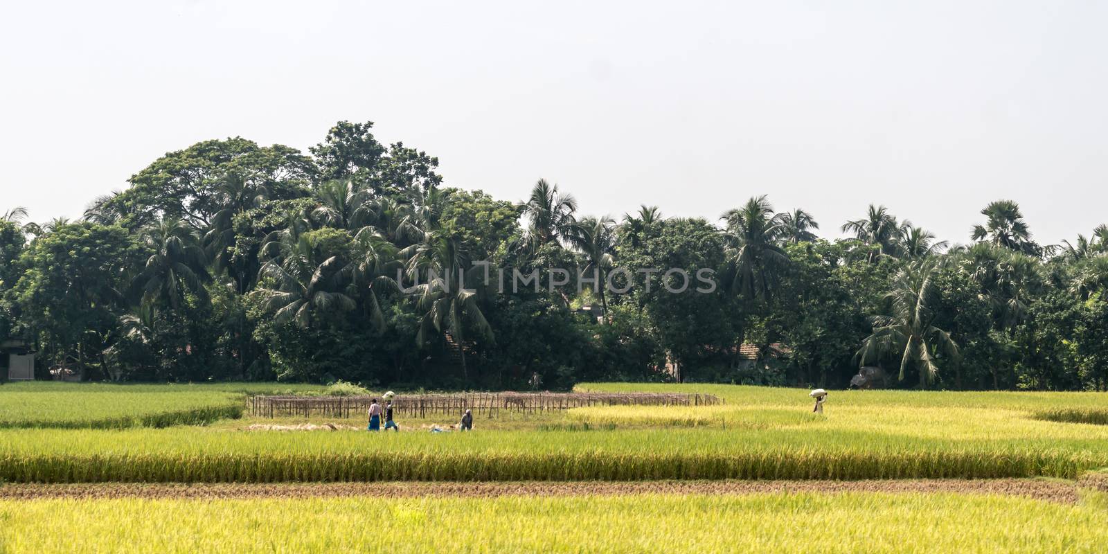 Rice paddy on green spring meadow. Countryside Agricultural field background. Agriculture greenery with cereal crop. Beautiful nature landscape scenery of a Rural India village at summer sunset time by sudiptabhowmick