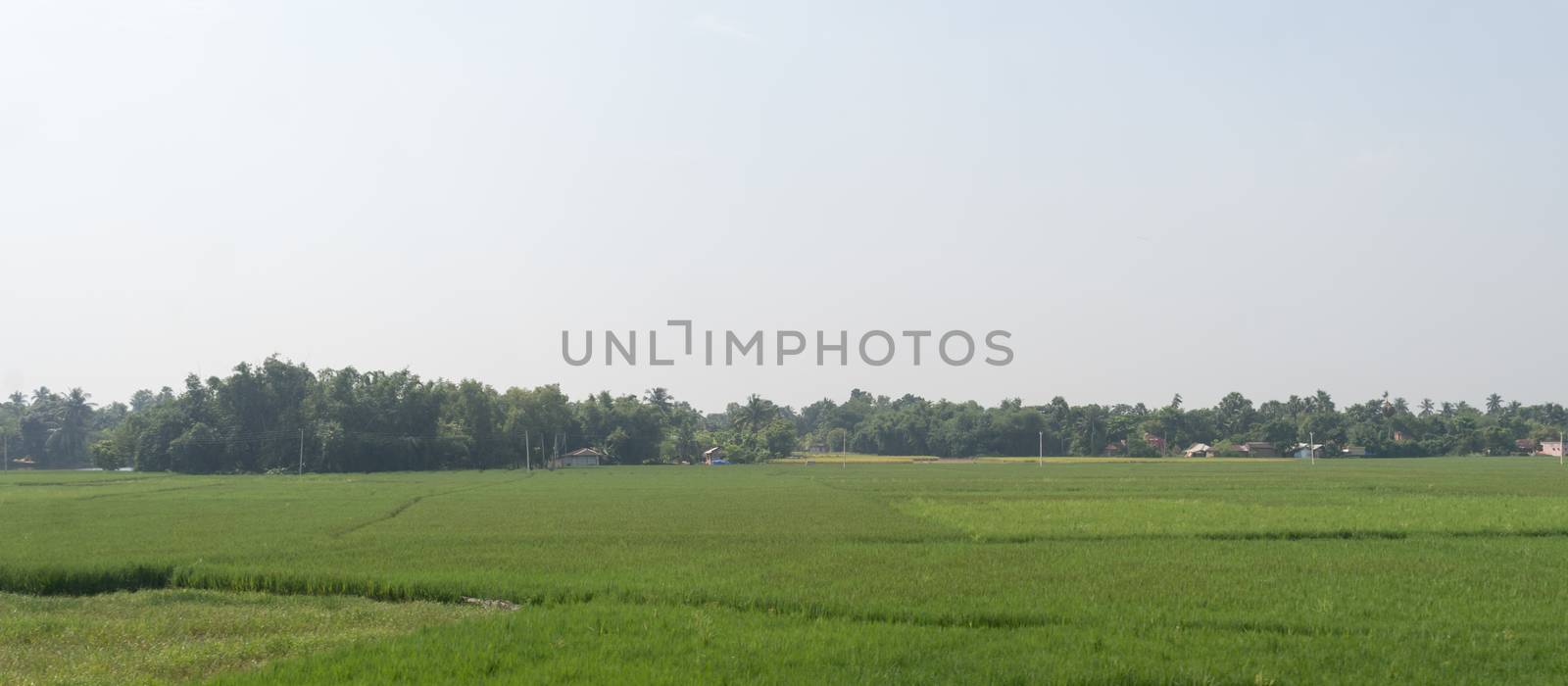 Horizon over Agricultural field and green spring meadow. Countryside farmland with Rice paddy. Agriculture greenery with food crop. Rural village India at summer. Rectangular Panorama landscape view.