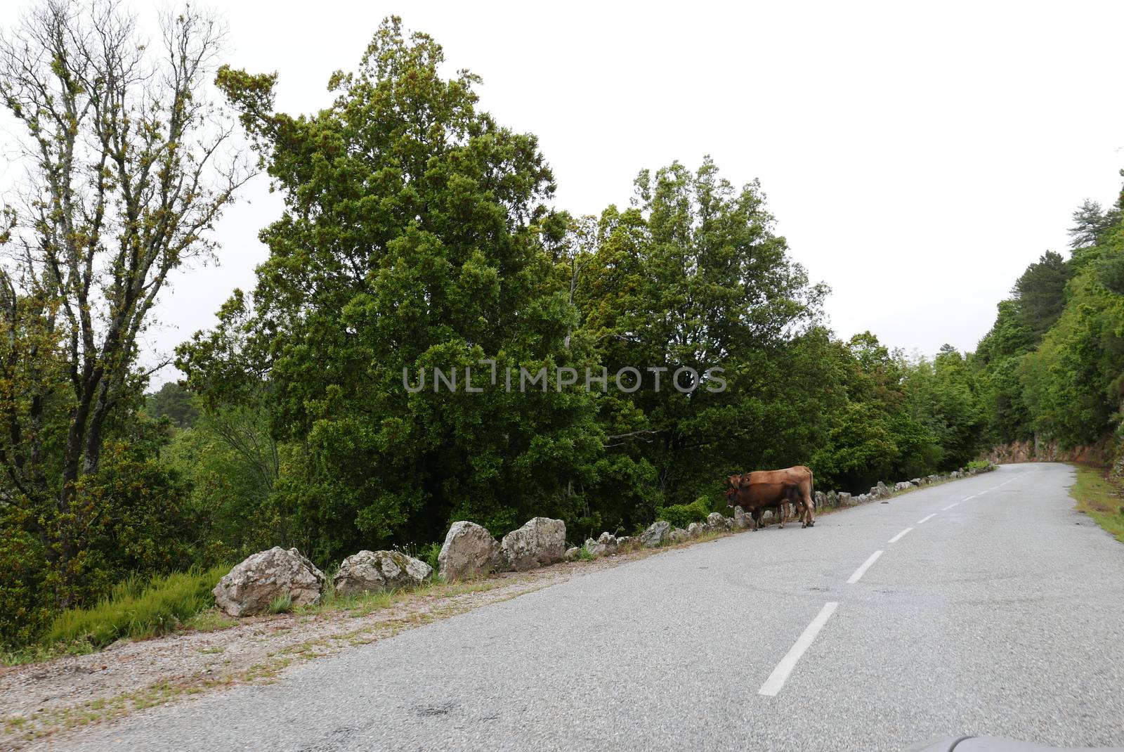 Holidays in southern Corsica.
Discover the mountain landscapes of this beautiful region of France