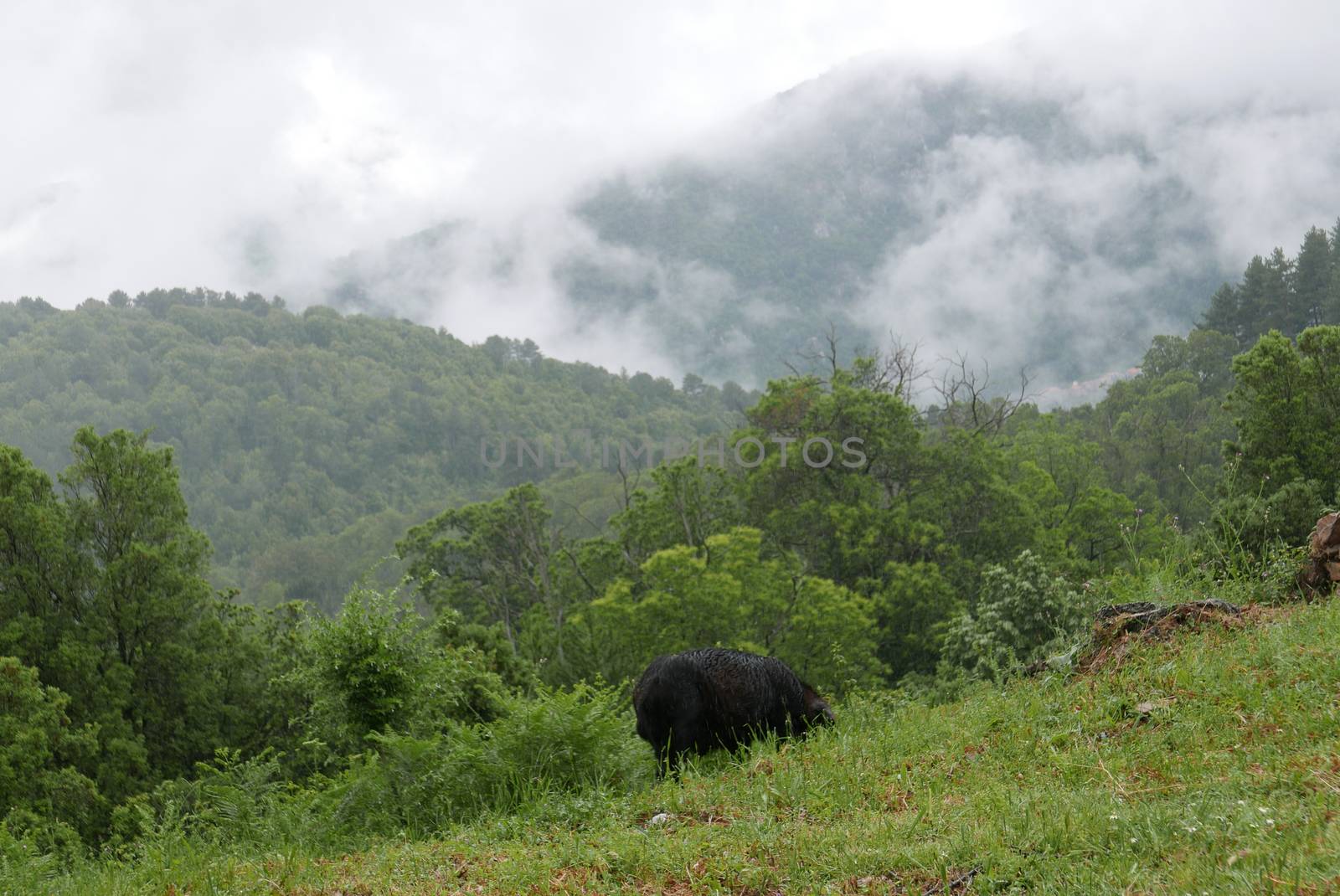 Holidays in southern Corsica.
Discover the mountain landscapes of this beautiful region of France