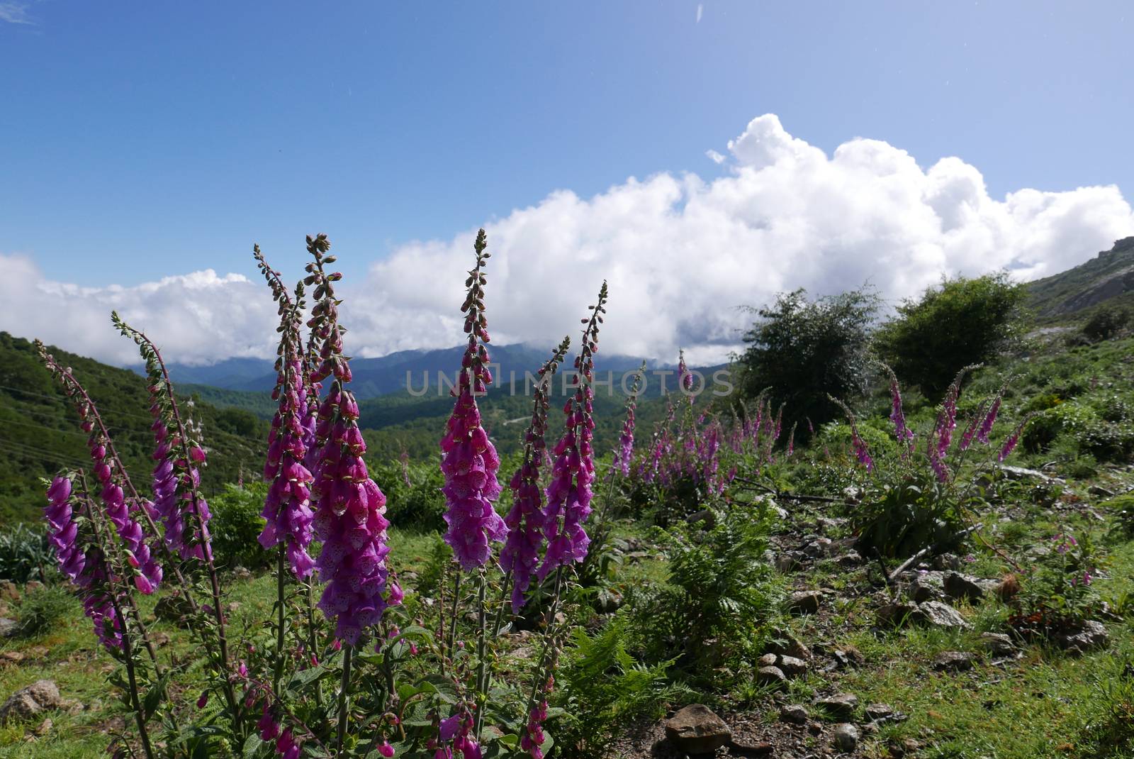 Holidays in southern Corsica.
Discover the mountain landscapes of this beautiful region of France