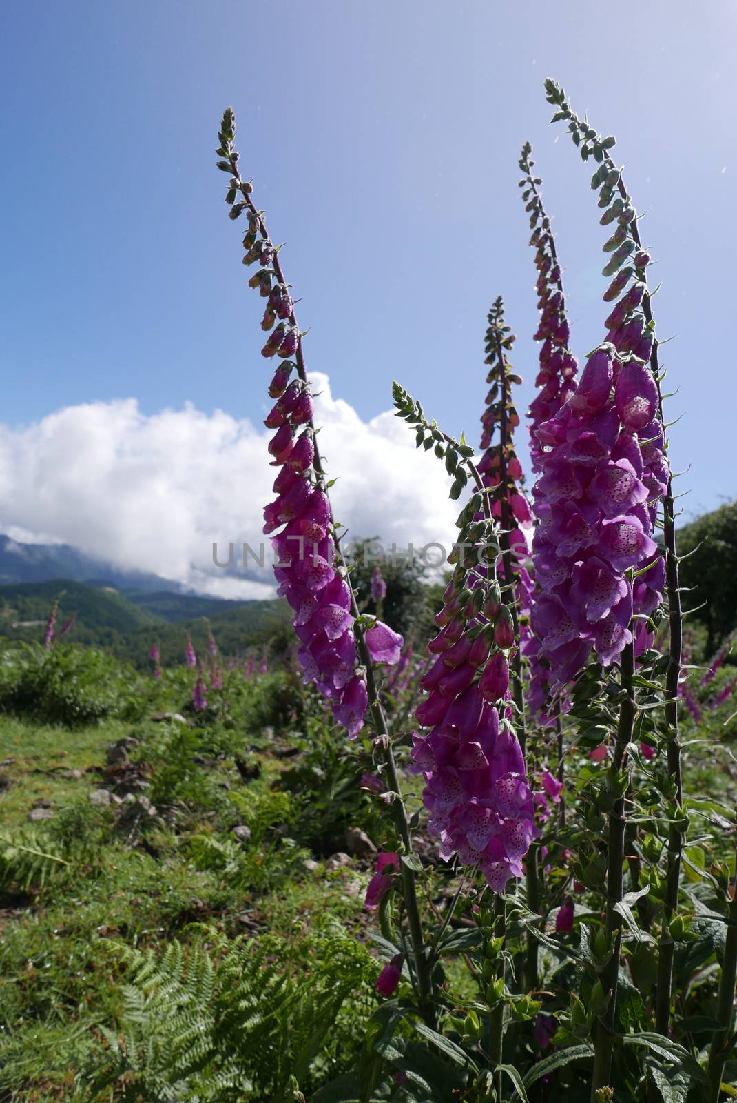 Holidays in southern Corsica.
Discover the mountain landscapes of this beautiful region of France