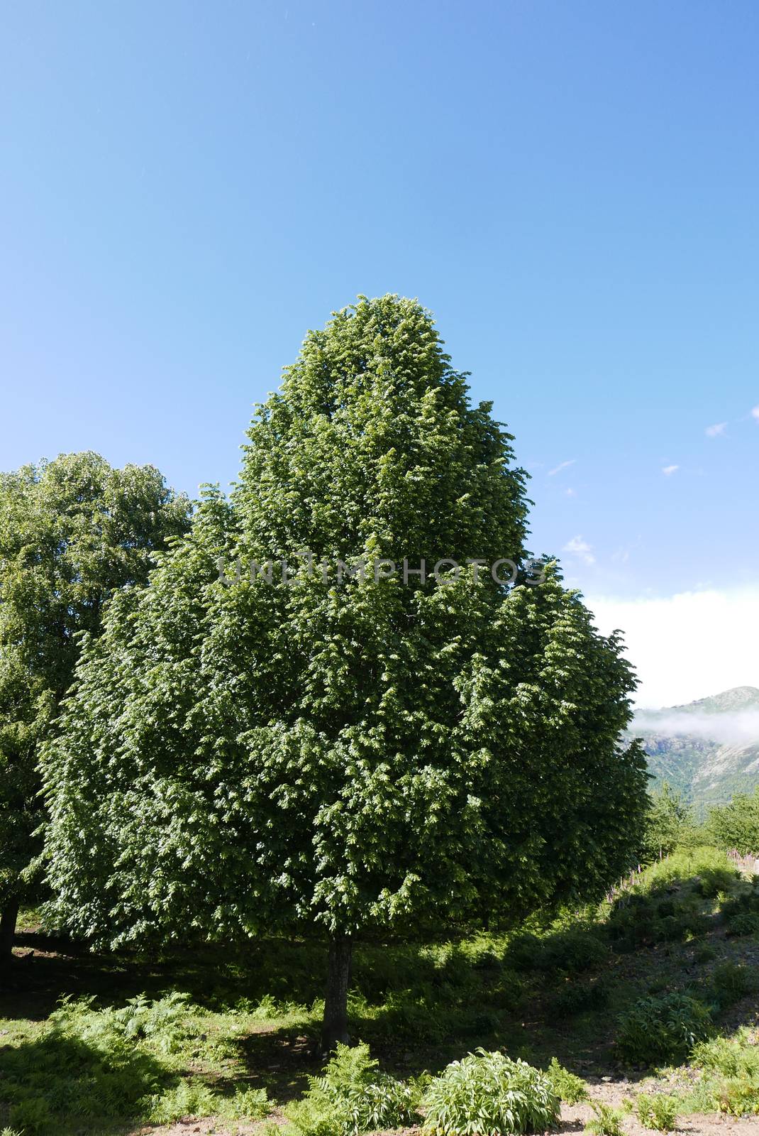 Holidays in southern Corsica.
Discover the mountain landscapes of this beautiful region of France