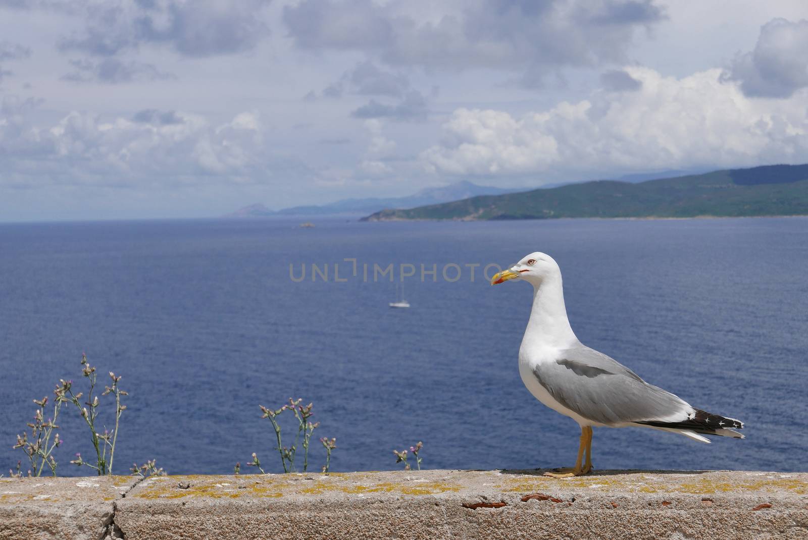 Holidays in southern Corsica.
Discovery of the Sanguinaires Islands, next to the city of Ajaccio