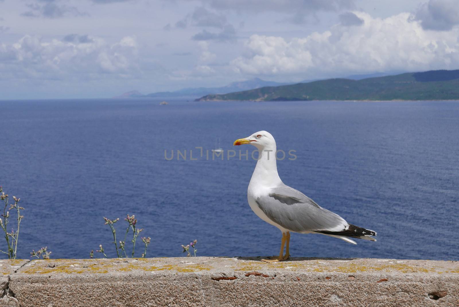 Holidays in southern Corsica.
Discovery of the Sanguinaires Islands, next to the city of Ajaccio