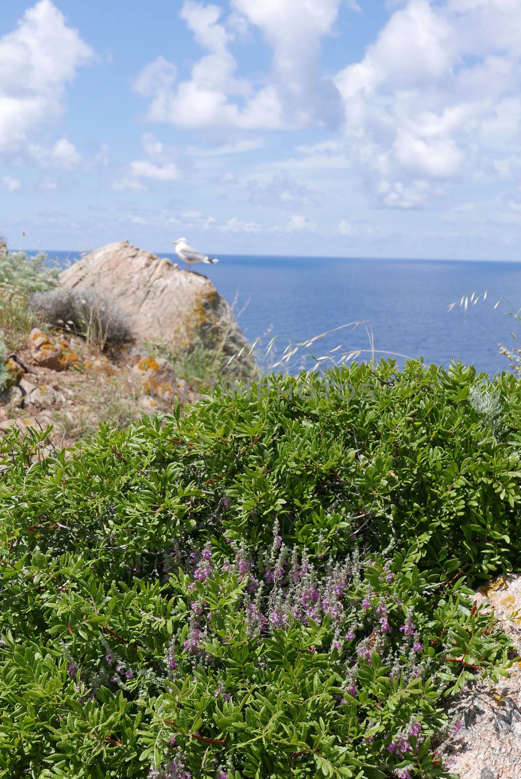 Holidays in southern Corsica.
Discovery of the Sanguinaires Islands, next to the city of Ajaccio