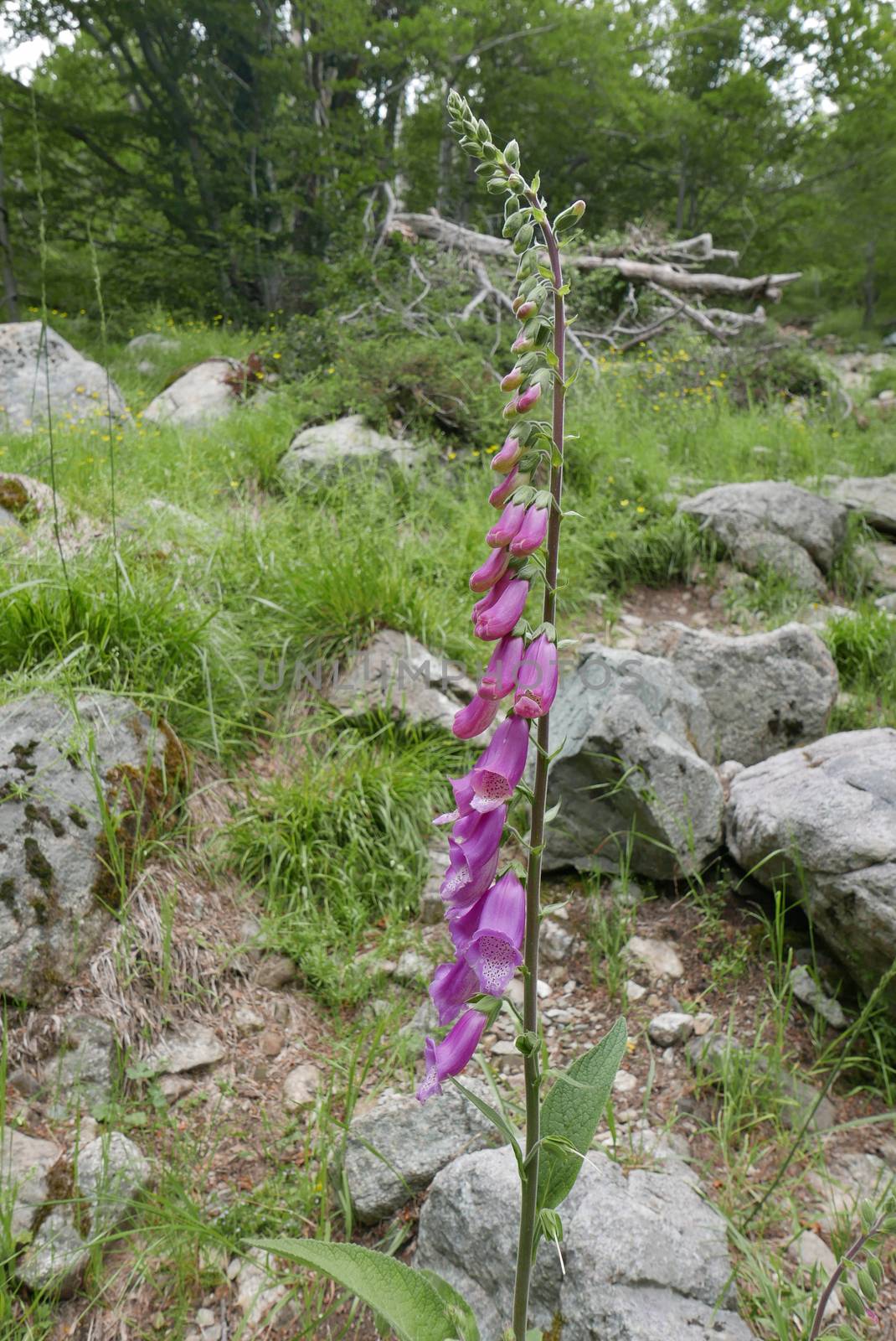 Holidays in southern Corsica.
Discover the mountain landscapes of this beautiful region of France