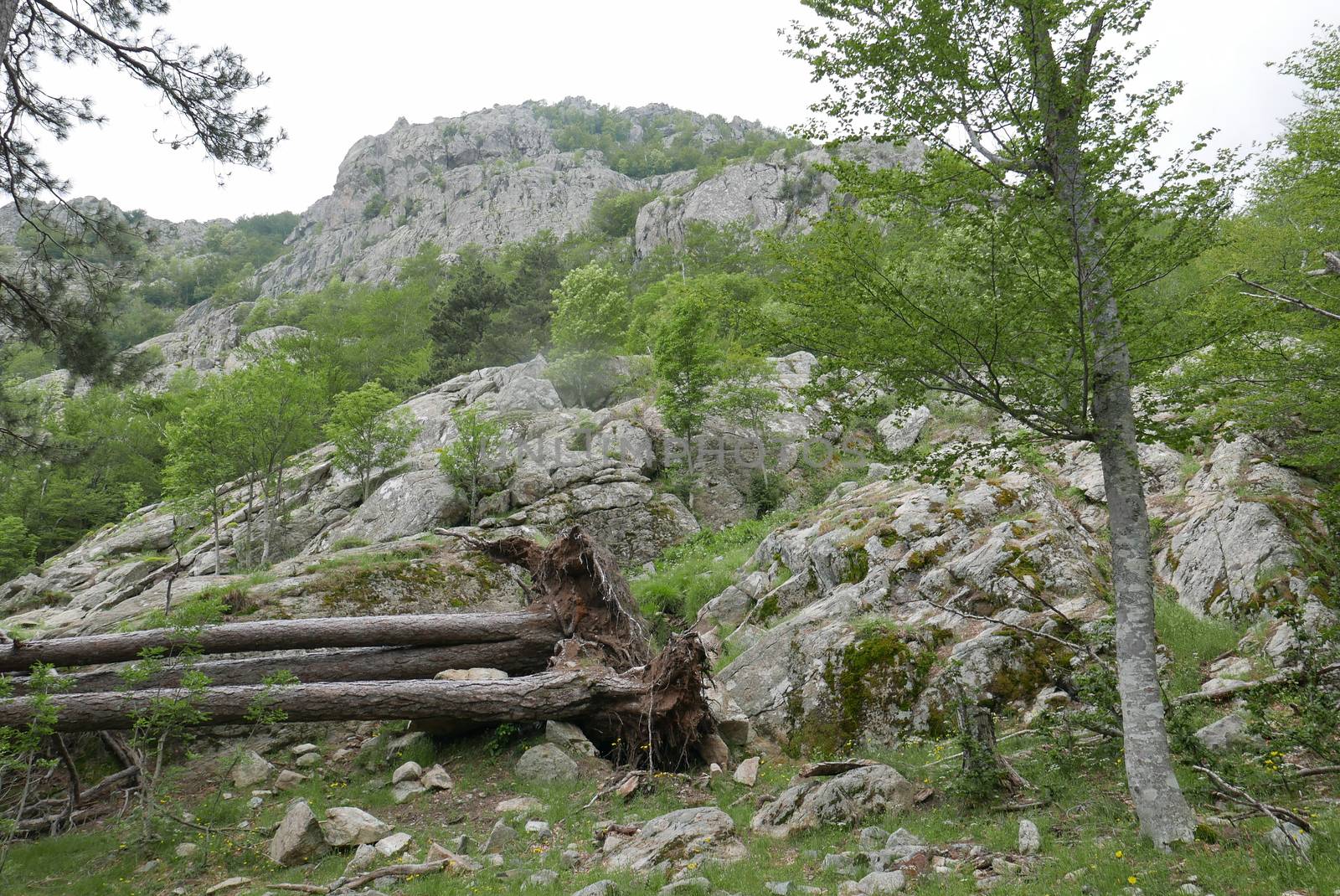 Holidays in southern Corsica.
Discover the mountain landscapes of this beautiful region of France