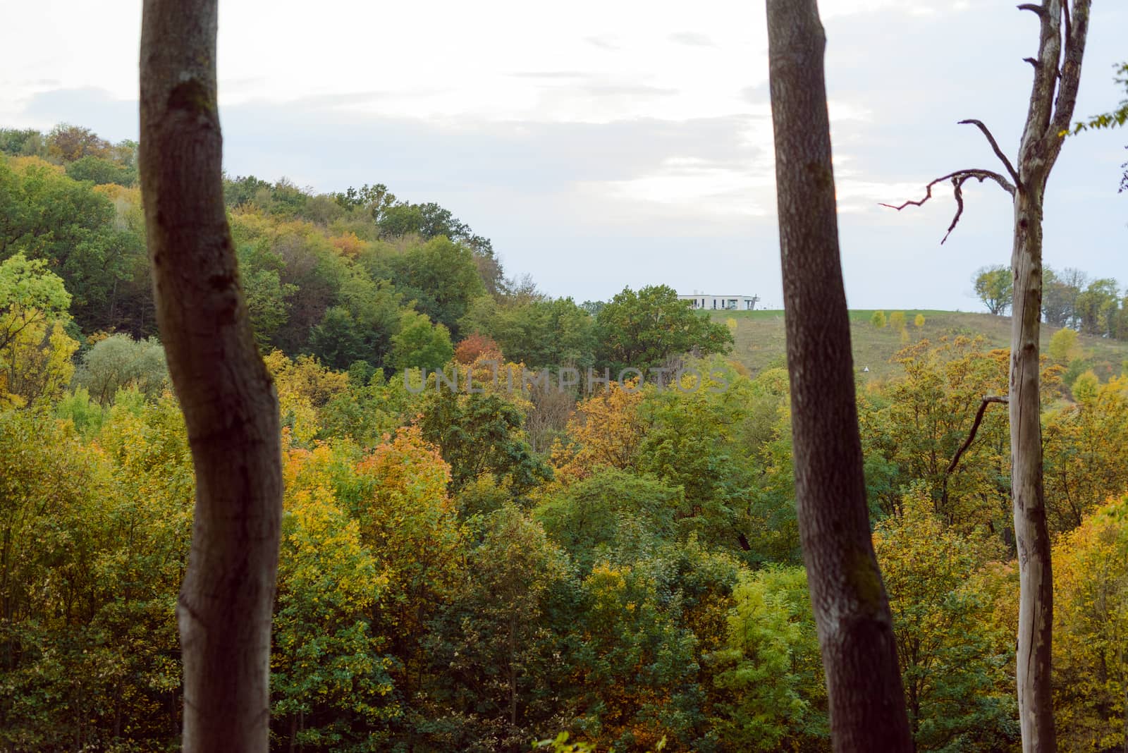 Autumn Landscape. Colorful trees in the woods.
