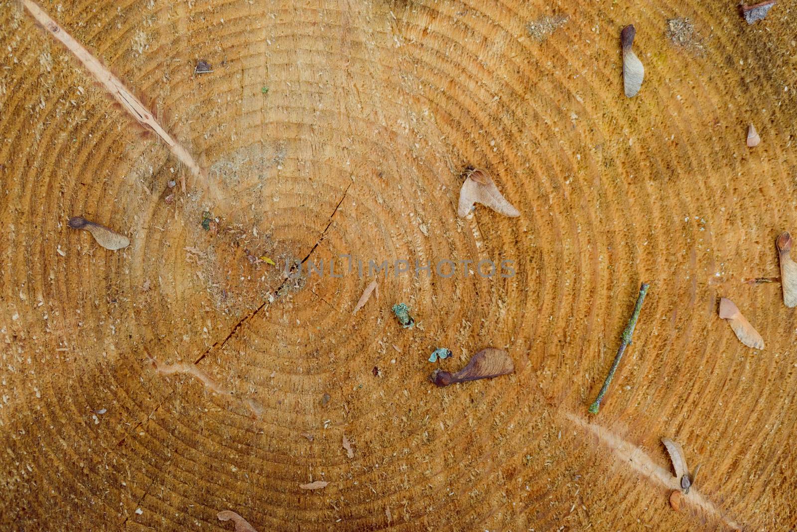 close up wooden cut texture wood background.