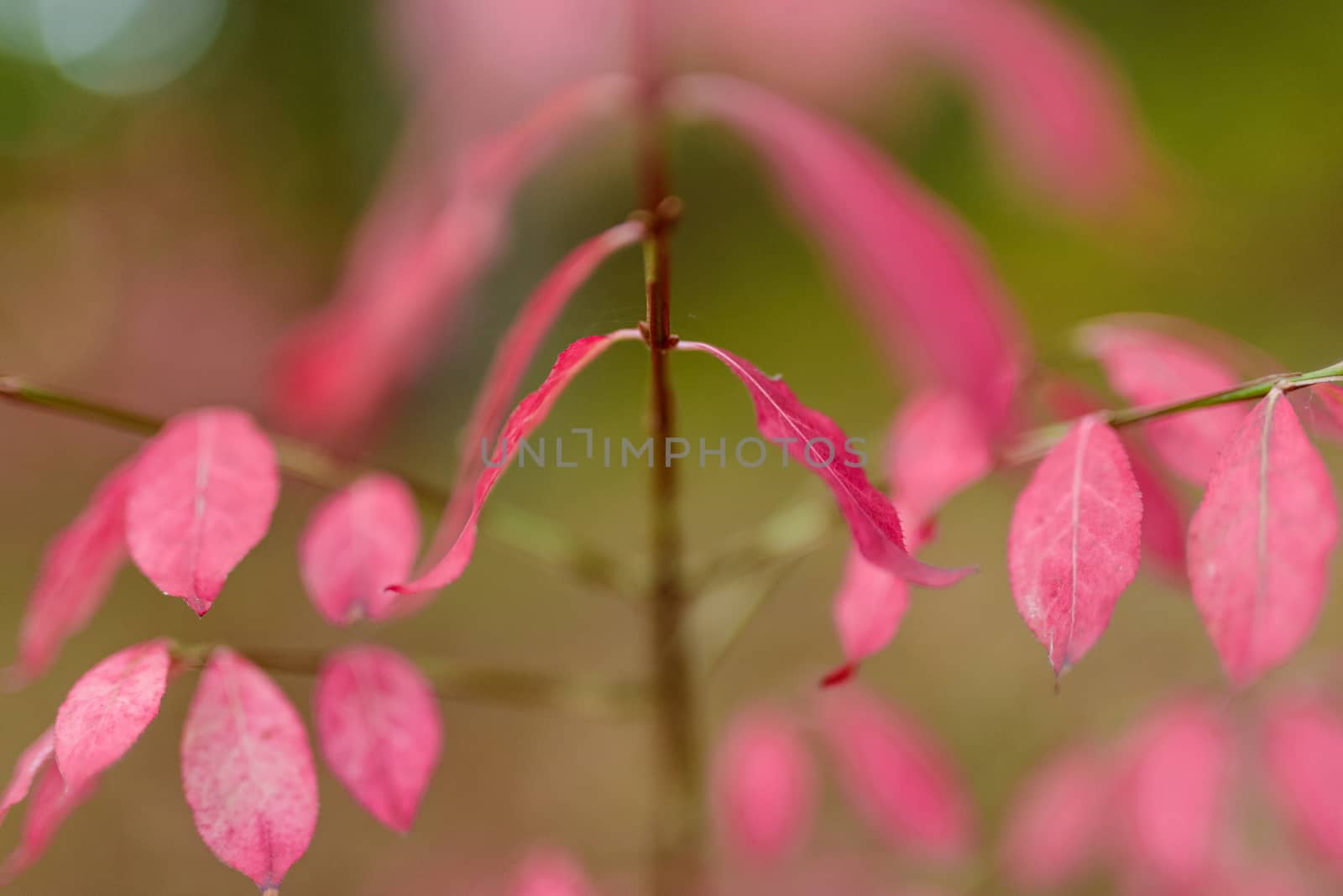 Autumn pink Leaves in the forest. Shallow depth of field