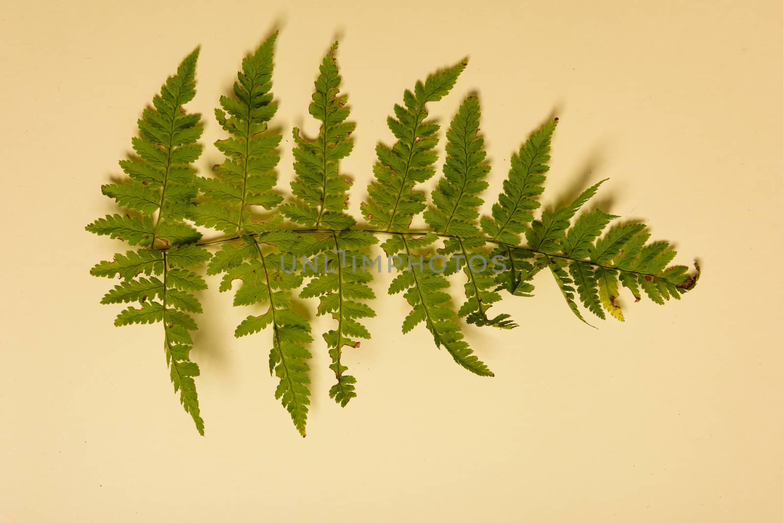 Spring fern leaves isolated on yellow background with copy space. Horizontal orienattion. Minimalistic style. View from above.