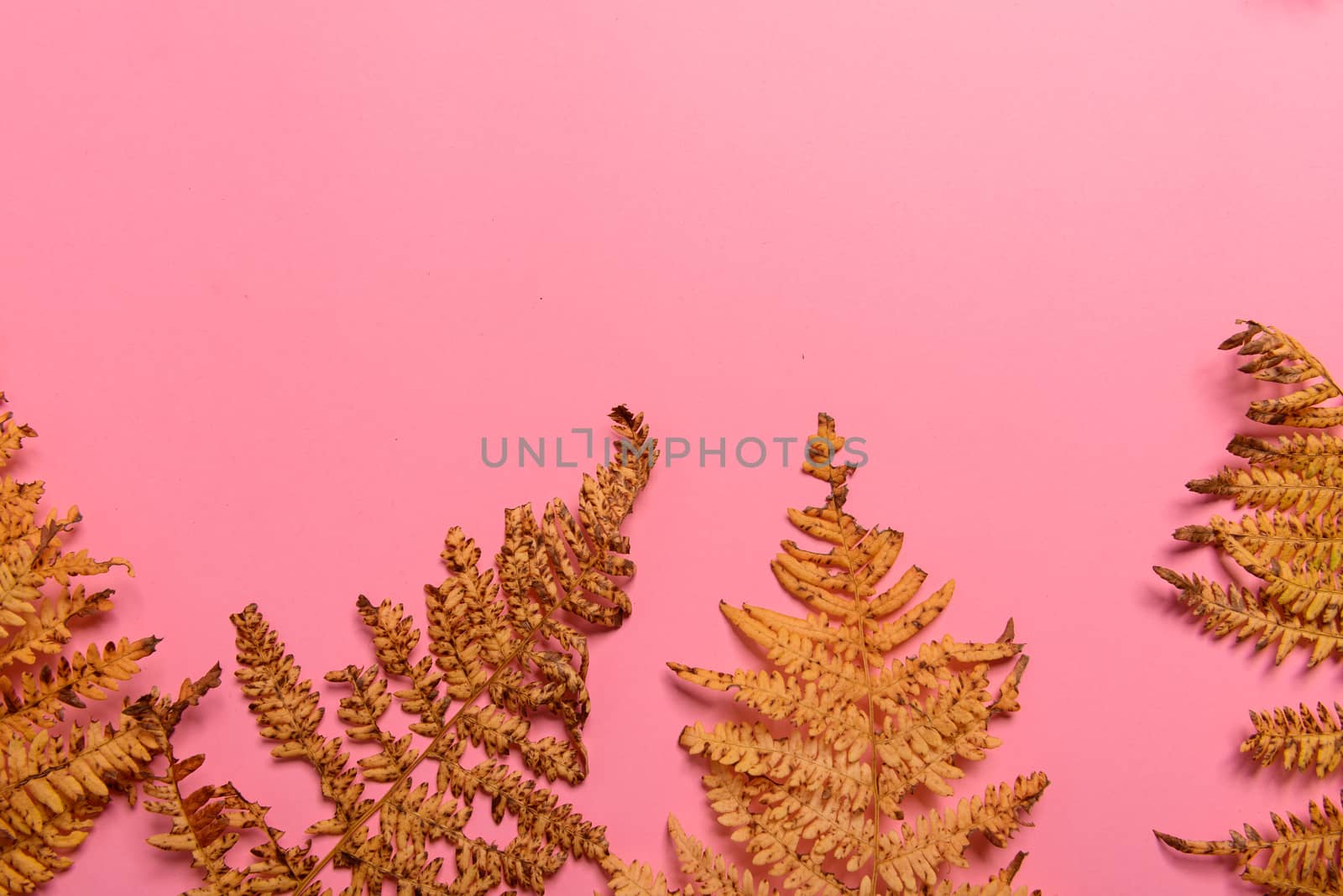Autumn fern leaves isolated on pink background. Horizontal orienattion. Minimalistic style. View from above.