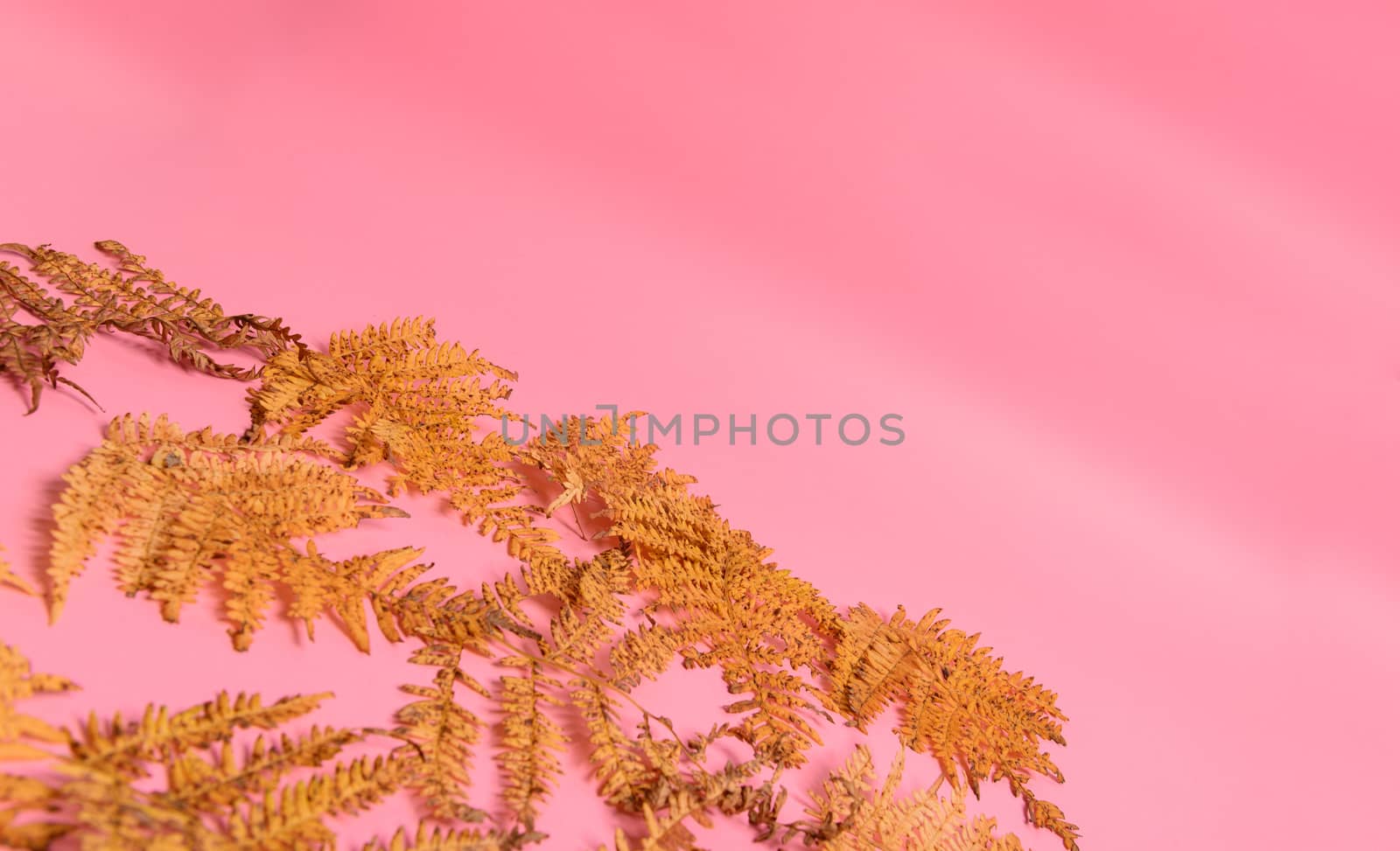 Autumn fern leaves isolated on pink background. Horizontal orienattion. Minimalistic style. View from above.