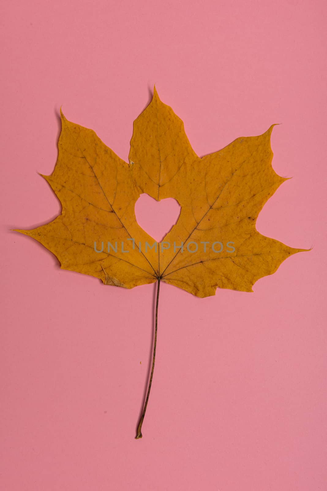 Background group autumn orange, green, yellow and brown leaves. with the heart shape cut out in the middle on pink background. Studio shoot. View from above. Horizontal orientation. Copy space.