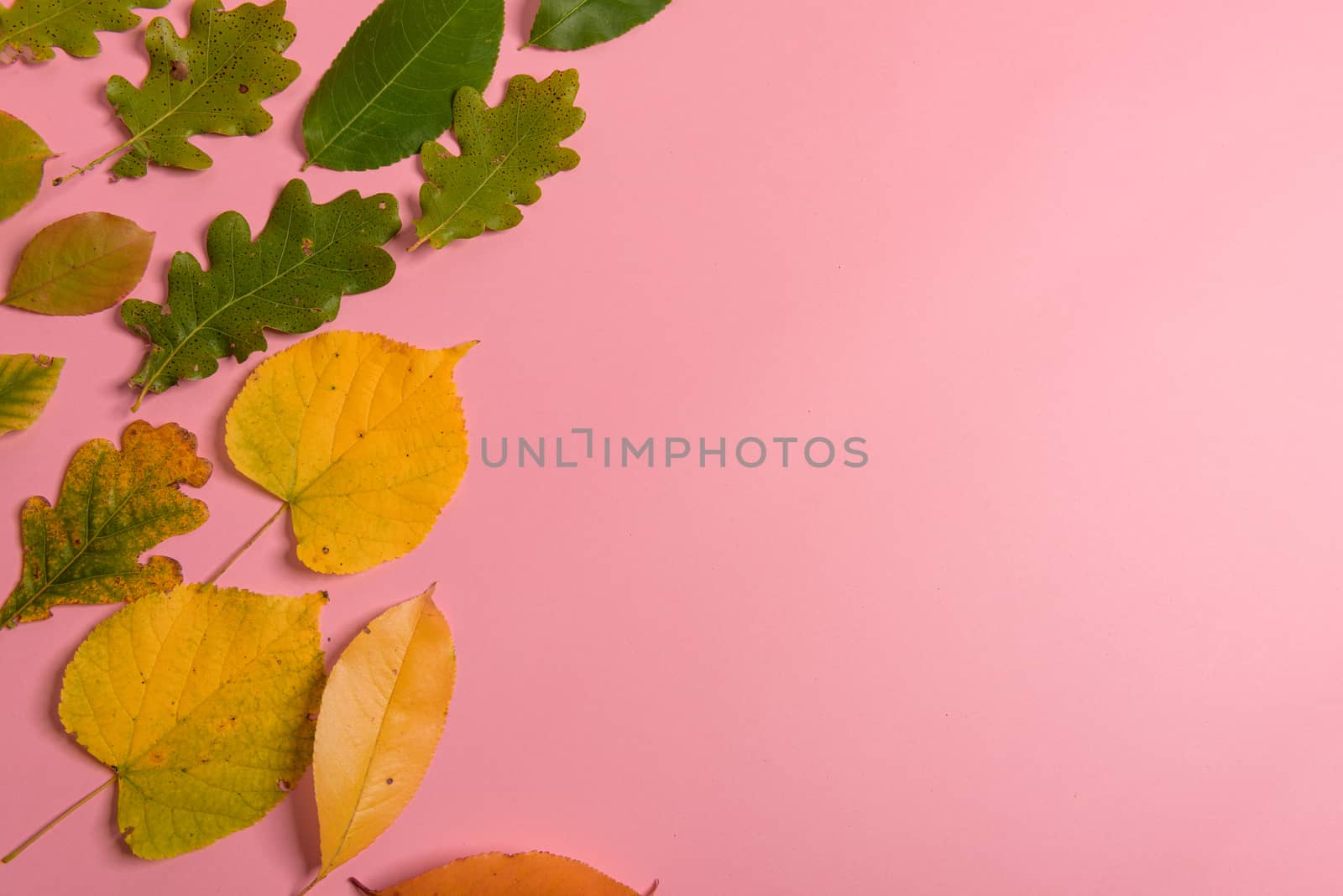 Background group autumn orange, green, yellow and brown leaves. with the heart shape cut out in the middle on pink background. Studio shoot. View from above. Horizontal orientation. Copy space.