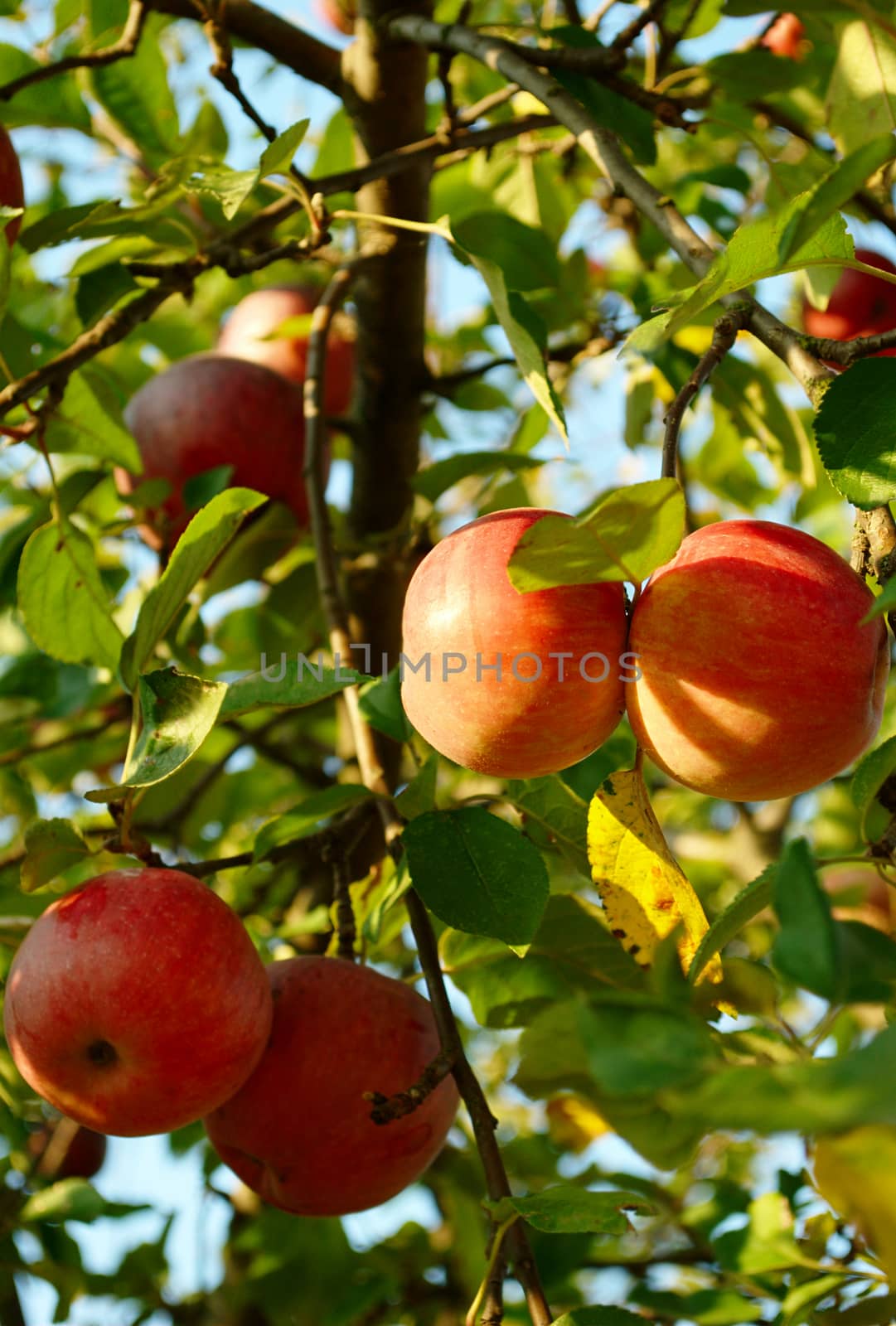 red apple on a tree grow