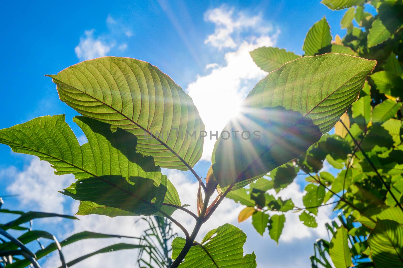 Kratom (Mitragyna speciosa) green Is a type of drug