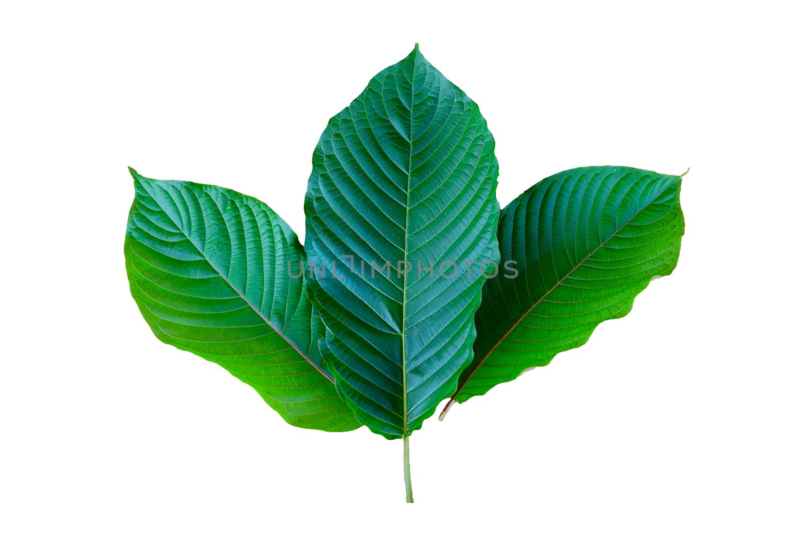 Kratom (Mitragyna speciosa) green Is a type of drug