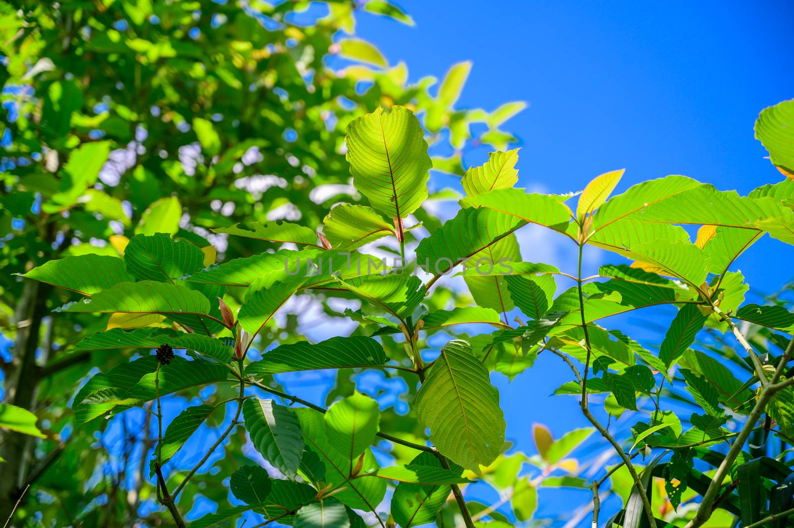 Kratom (Mitragyna speciosa) green Is a type of drug by sarayut_thaneerat