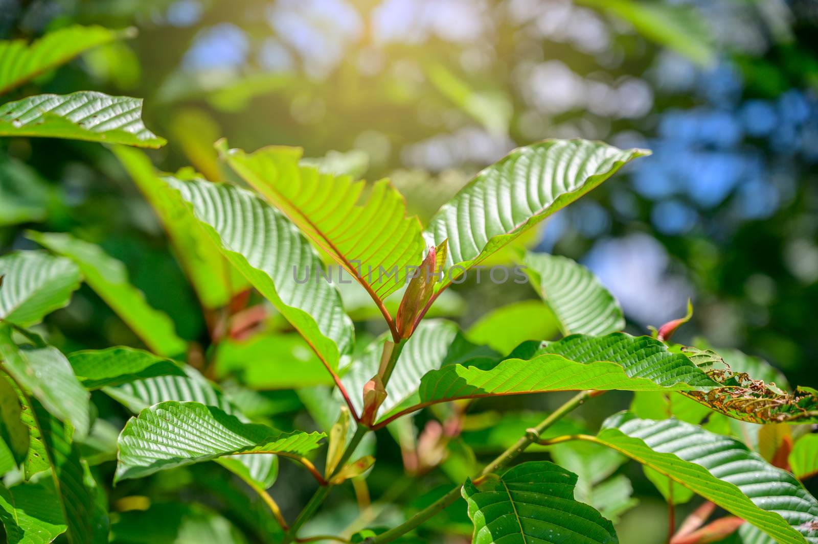 Kratom (Mitragyna speciosa) green Is a type of drug by sarayut_thaneerat