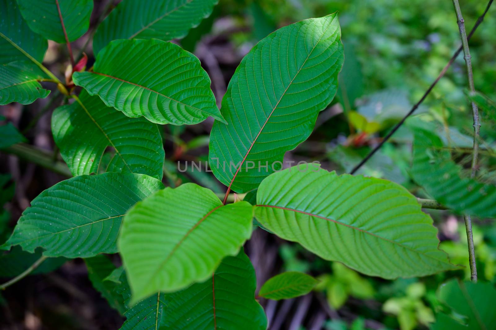 Kratom (Mitragyna speciosa) green Is a type of drug