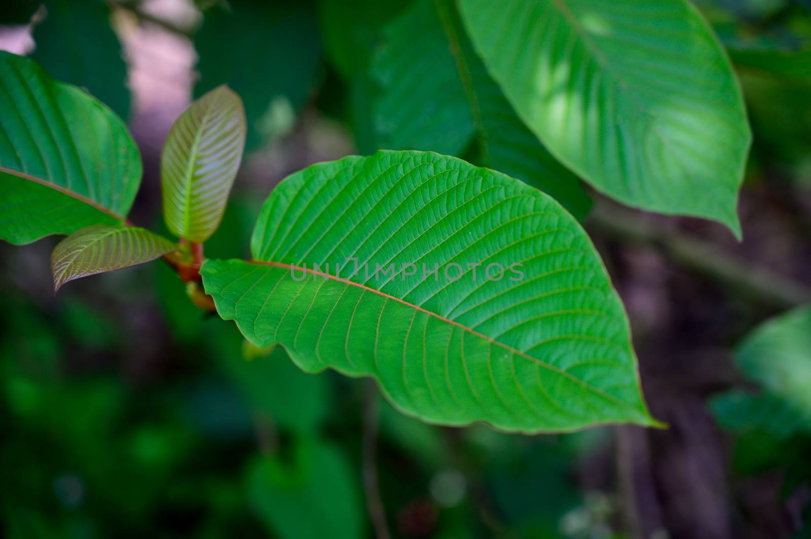 Kratom (Mitragyna speciosa) green Is a type of drug