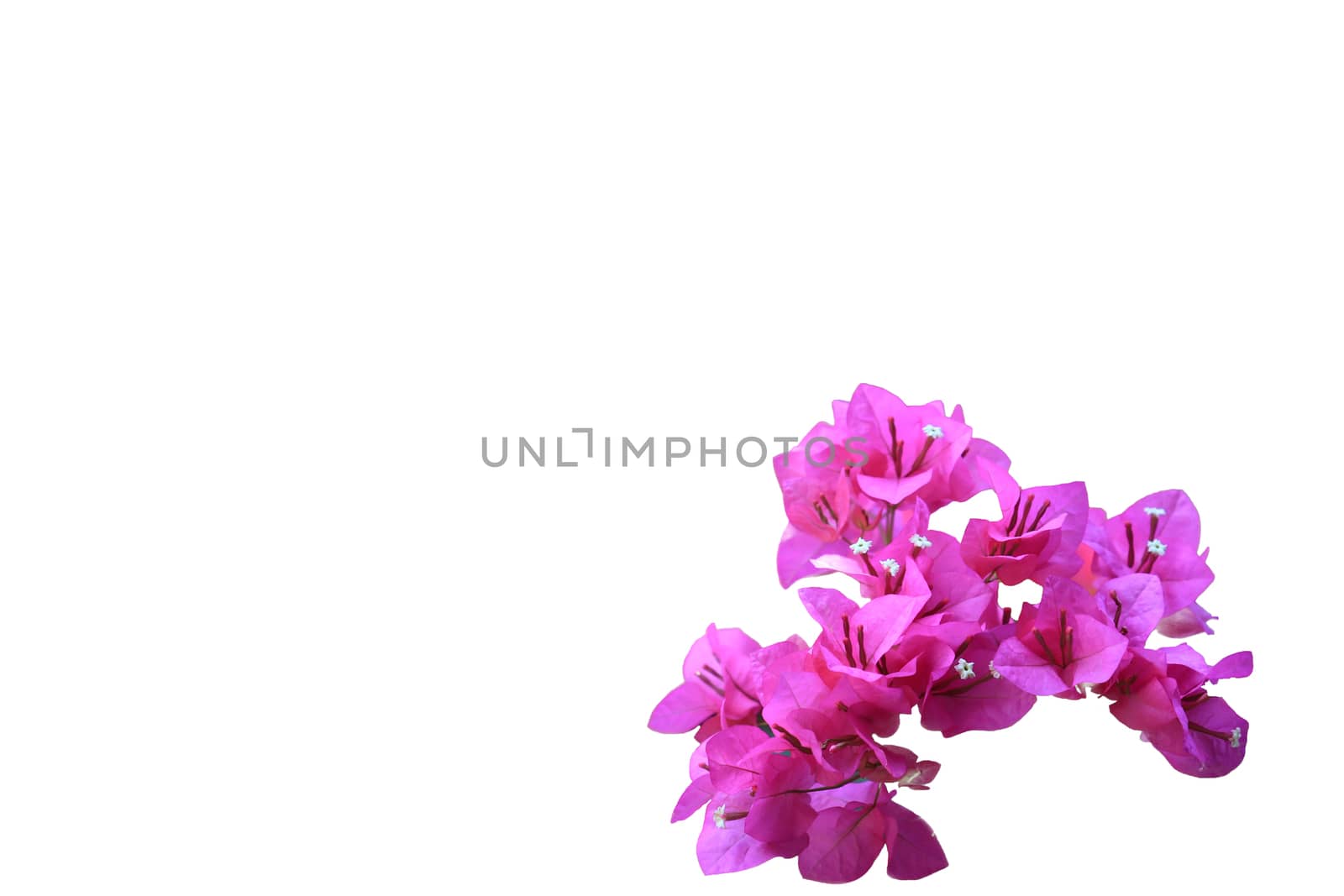 Beautiful pink red bougainvillea blooming isolated on white background, Bright pink red bougainvillea flowers as a floral background,Bougainvillea flowers texture and background,Close-up Bougainvillea tree with flowers isolated on white