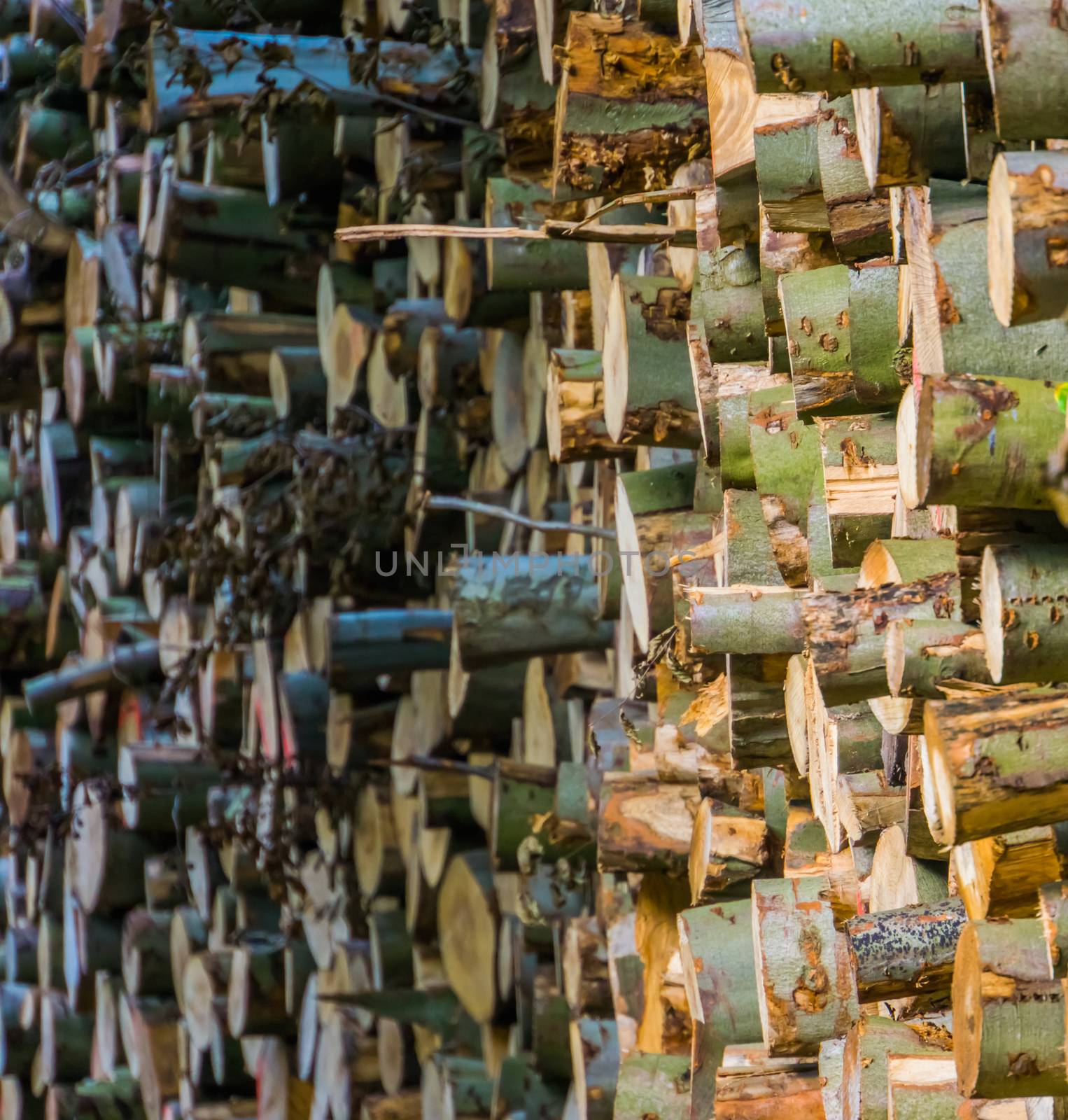 accumulated tree logs, big pile of cut tree trunks, pattern of lumbered fire wood by charlottebleijenberg