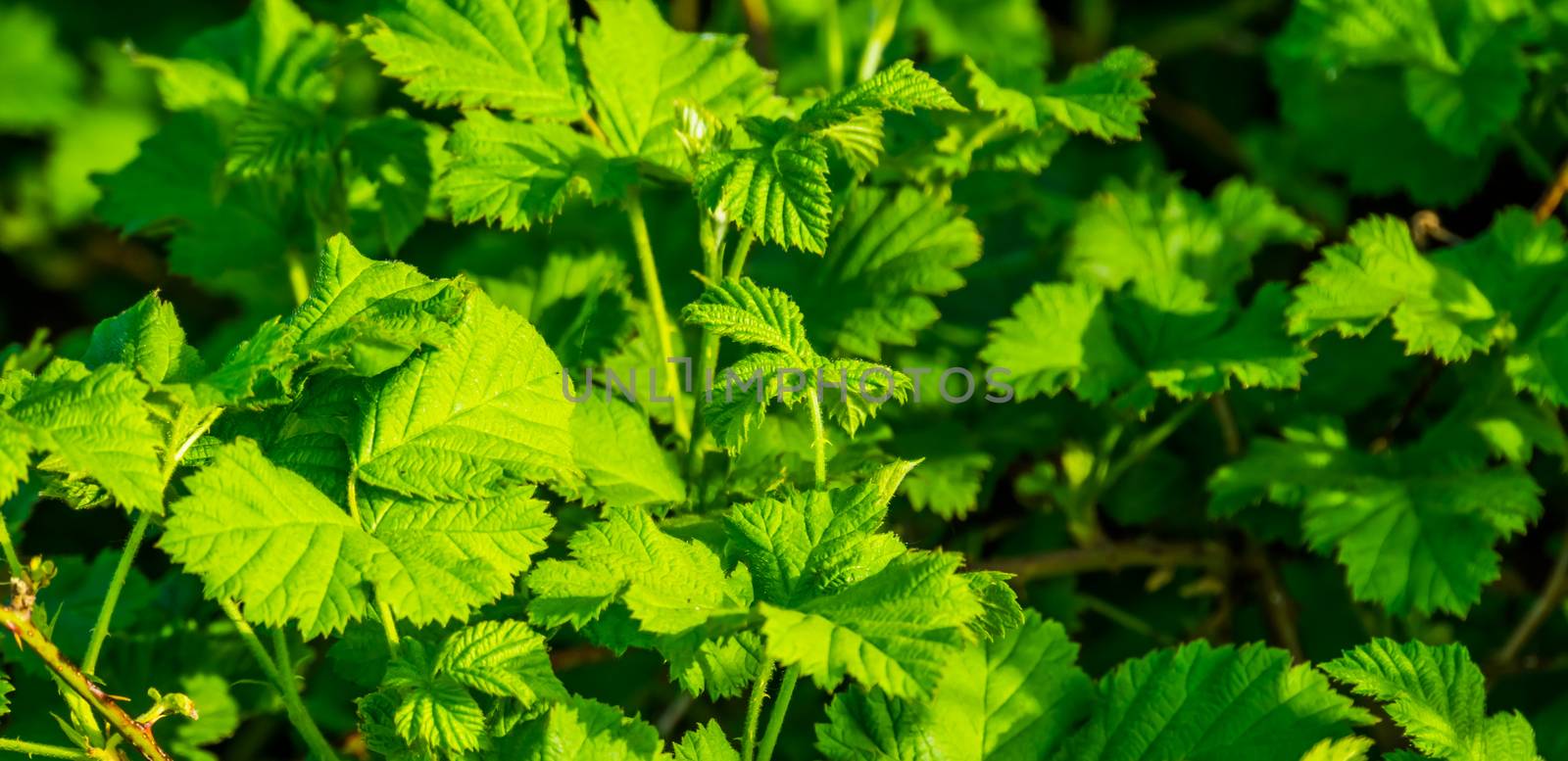 closeup of the leaves of a salmonberry plant, tropical bramble plant specie from north America, horticulture background