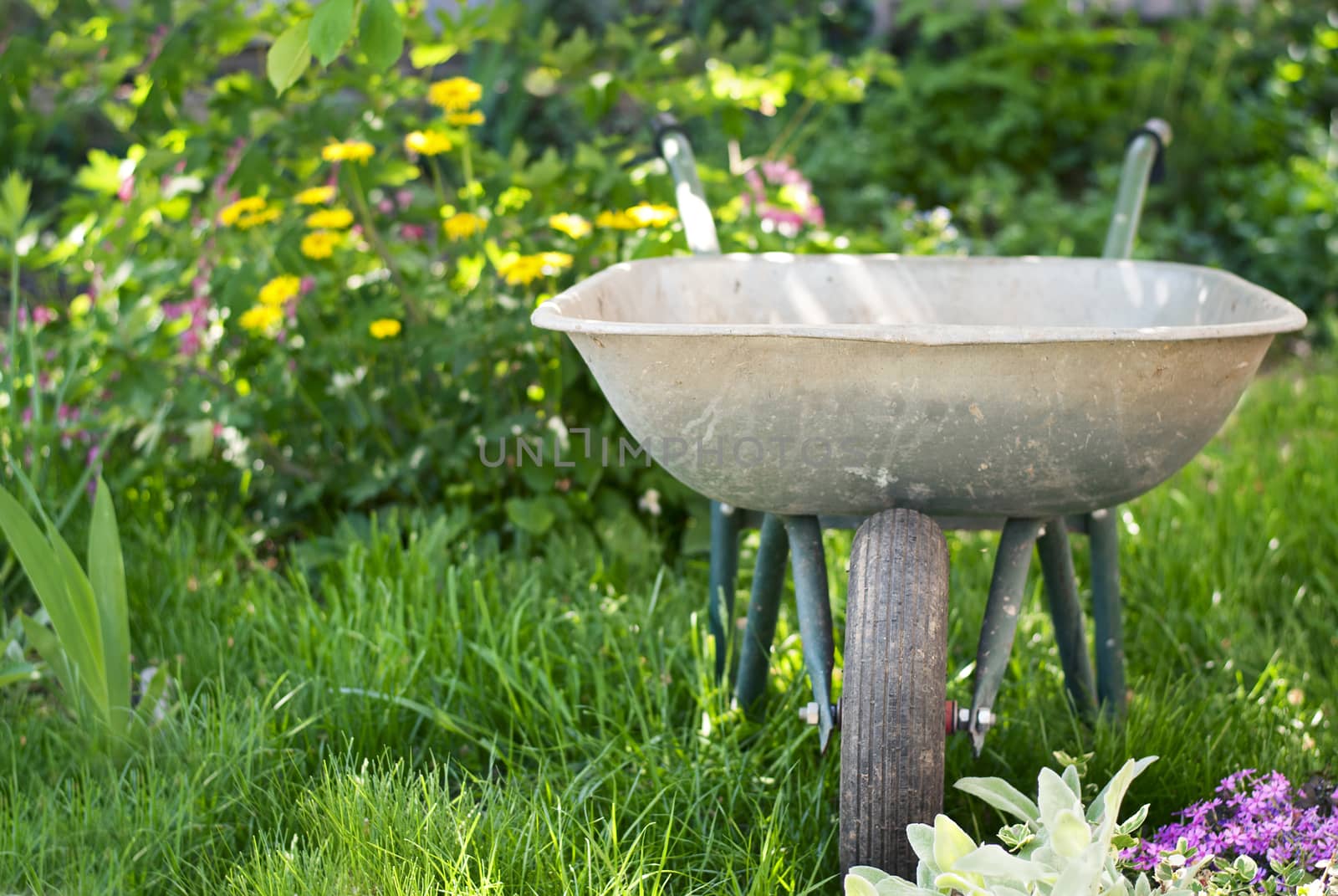 wheelbarrow to work in the garden on a background of green plants